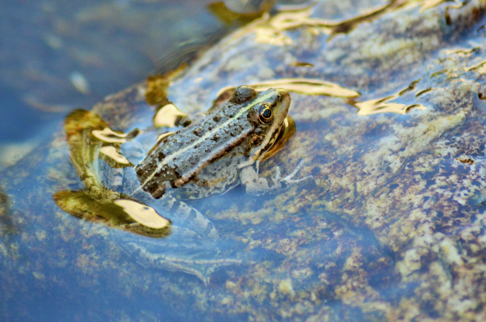 Nikon D5100 sample photo. Toad, frog, gerardo photography
