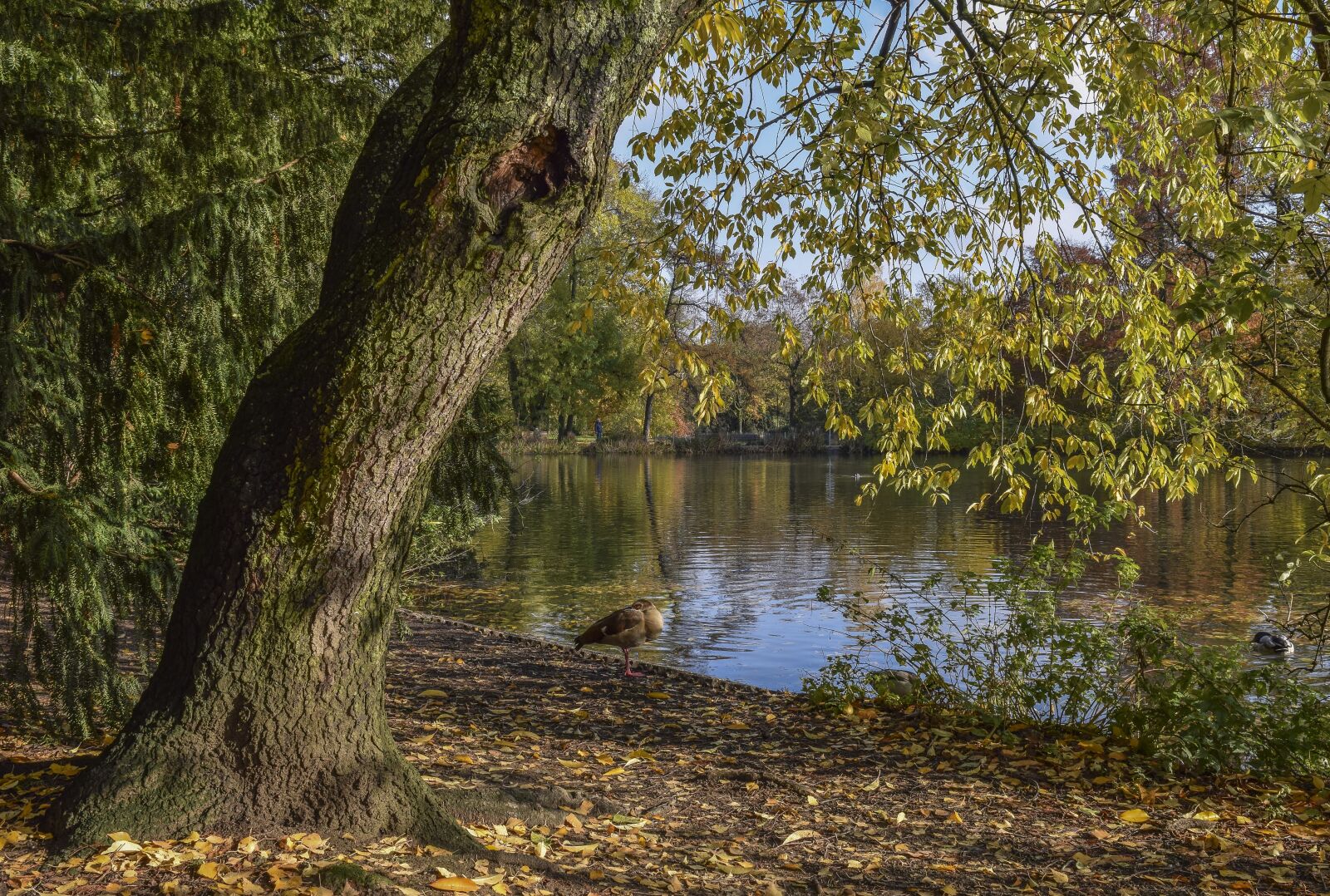Nikon D3300 sample photo. Forest, nature, autumn photography