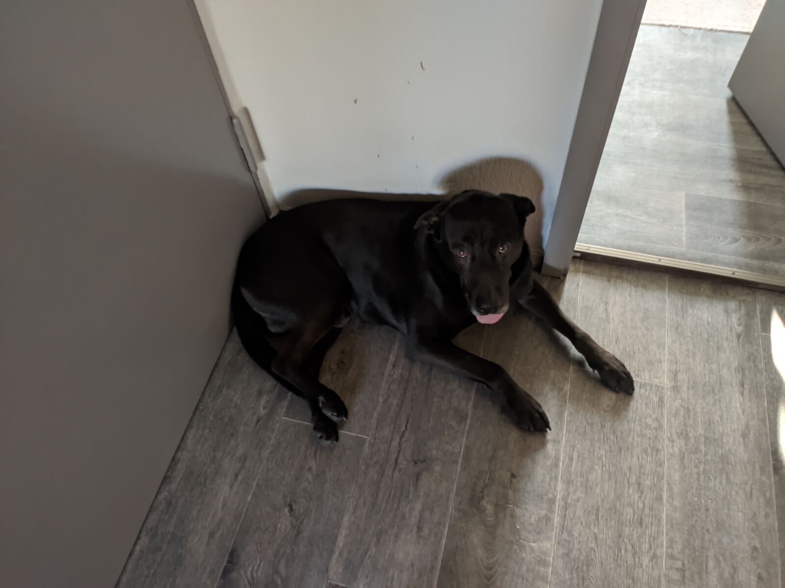 Xiaomi MI 9 sample photo. Dog, nature, animal photography