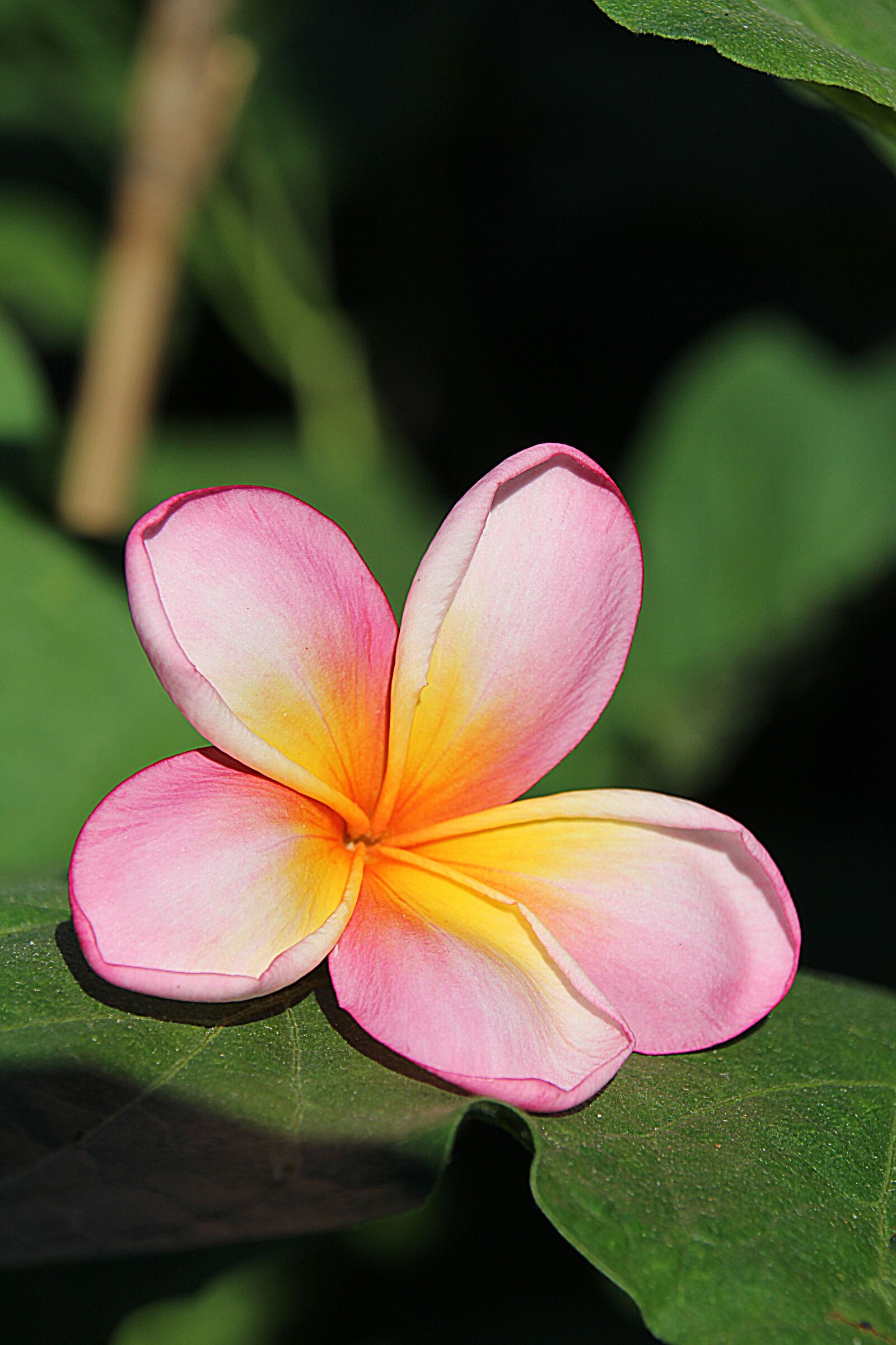 Canon EOS 700D (EOS Rebel T5i / EOS Kiss X7i) sample photo. Plumeria, flower, yellow photography