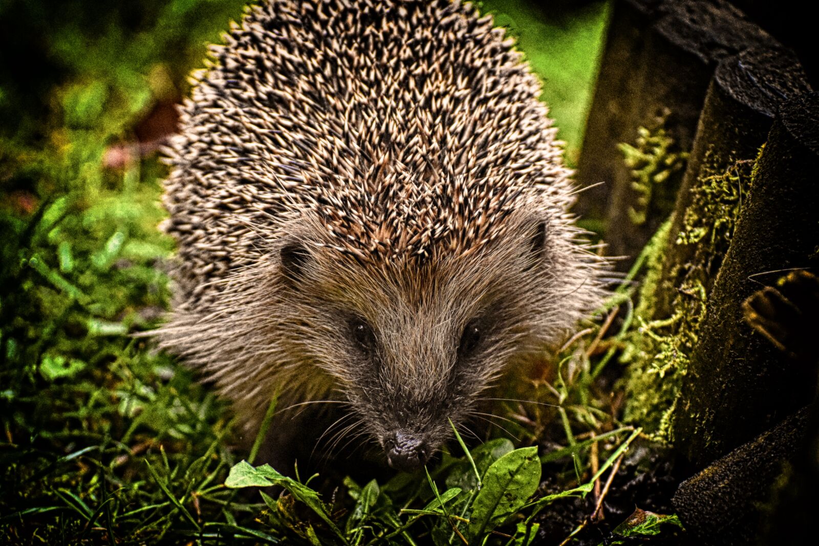 Nikon D7200 sample photo. Hedgehog, eat, animal photography