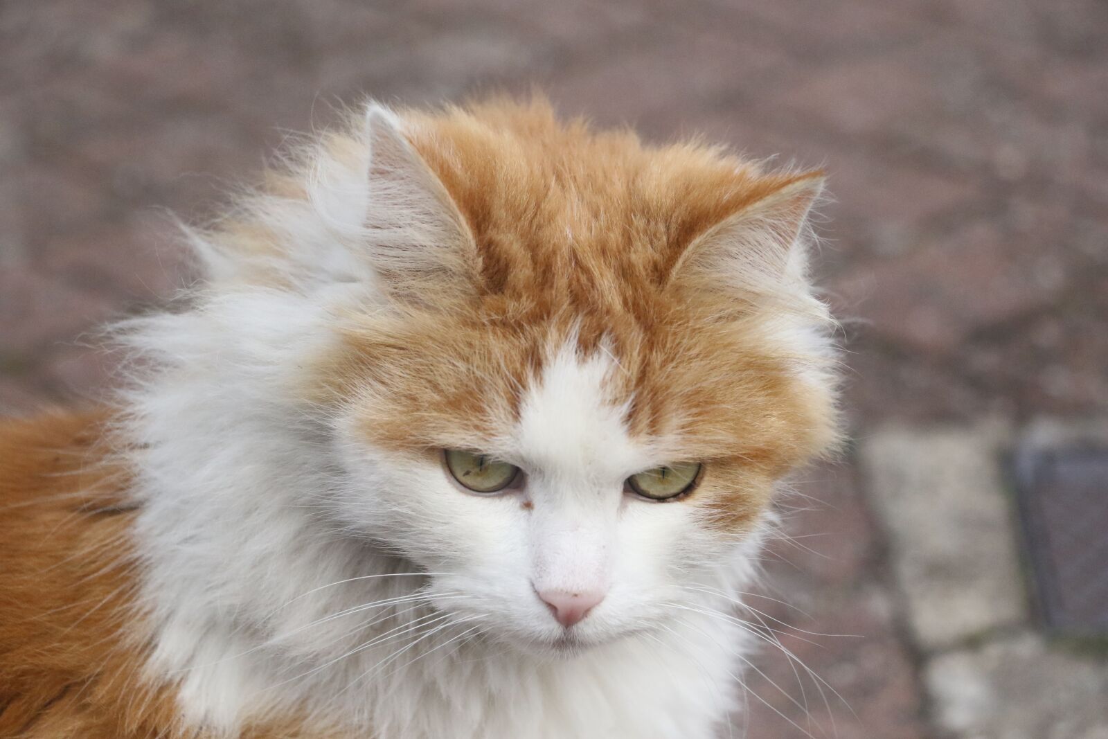 Canon EOS 7D Mark II sample photo. Cat, ginger, white photography
