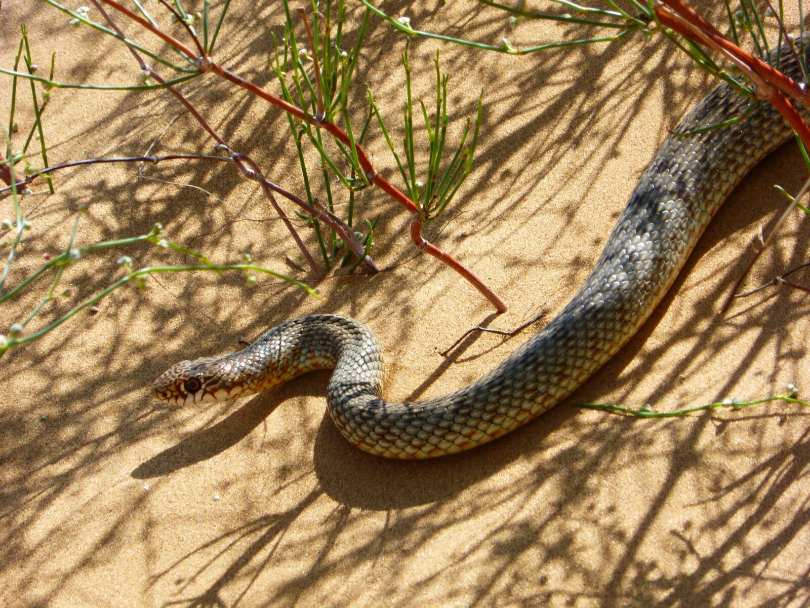 Panasonic Lumix DMC-ZS25 (Lumix DMC-TZ35) sample photo. Steppe, snake, sand photography