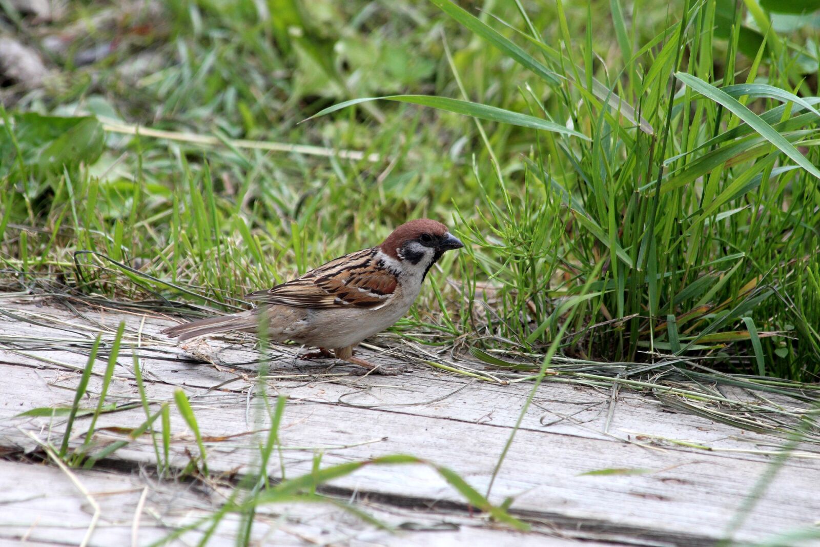 Canon EOS 650D (EOS Rebel T4i / EOS Kiss X6i) sample photo. Sparrow, passer montanus, bird photography