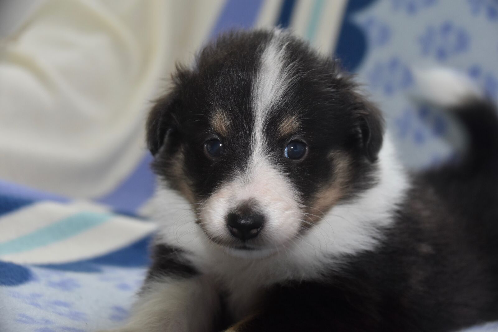 Nikon D5600 sample photo. Dog, puppy shetland sheepdog photography