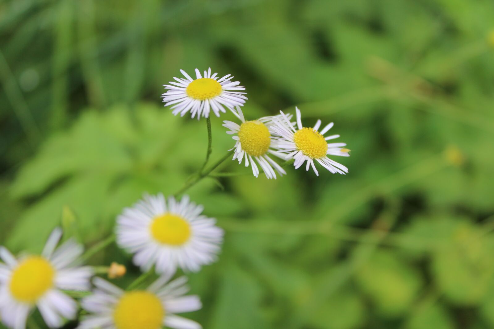 Canon EOS 600D (Rebel EOS T3i / EOS Kiss X5) sample photo. Flowers, flower, spring photography
