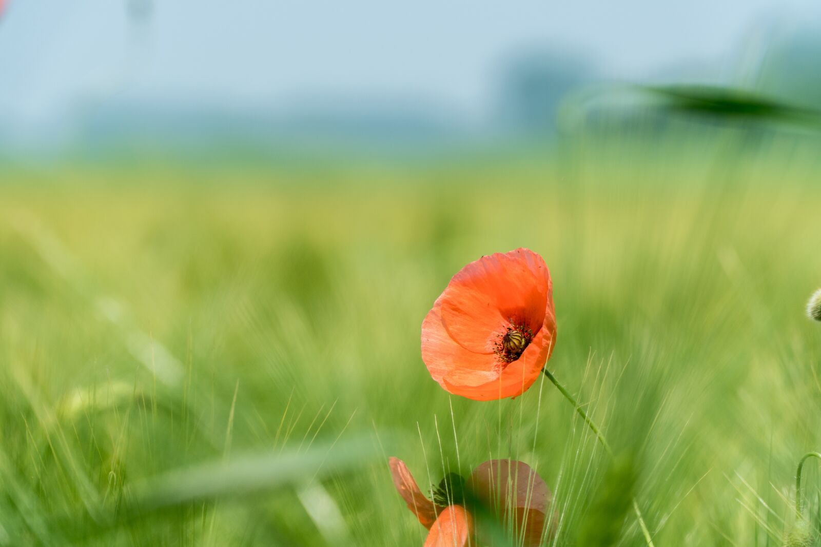 Sony a6300 + Sony E PZ 18-105mm F4 G OSS sample photo. Poppy, green, poppy flower photography