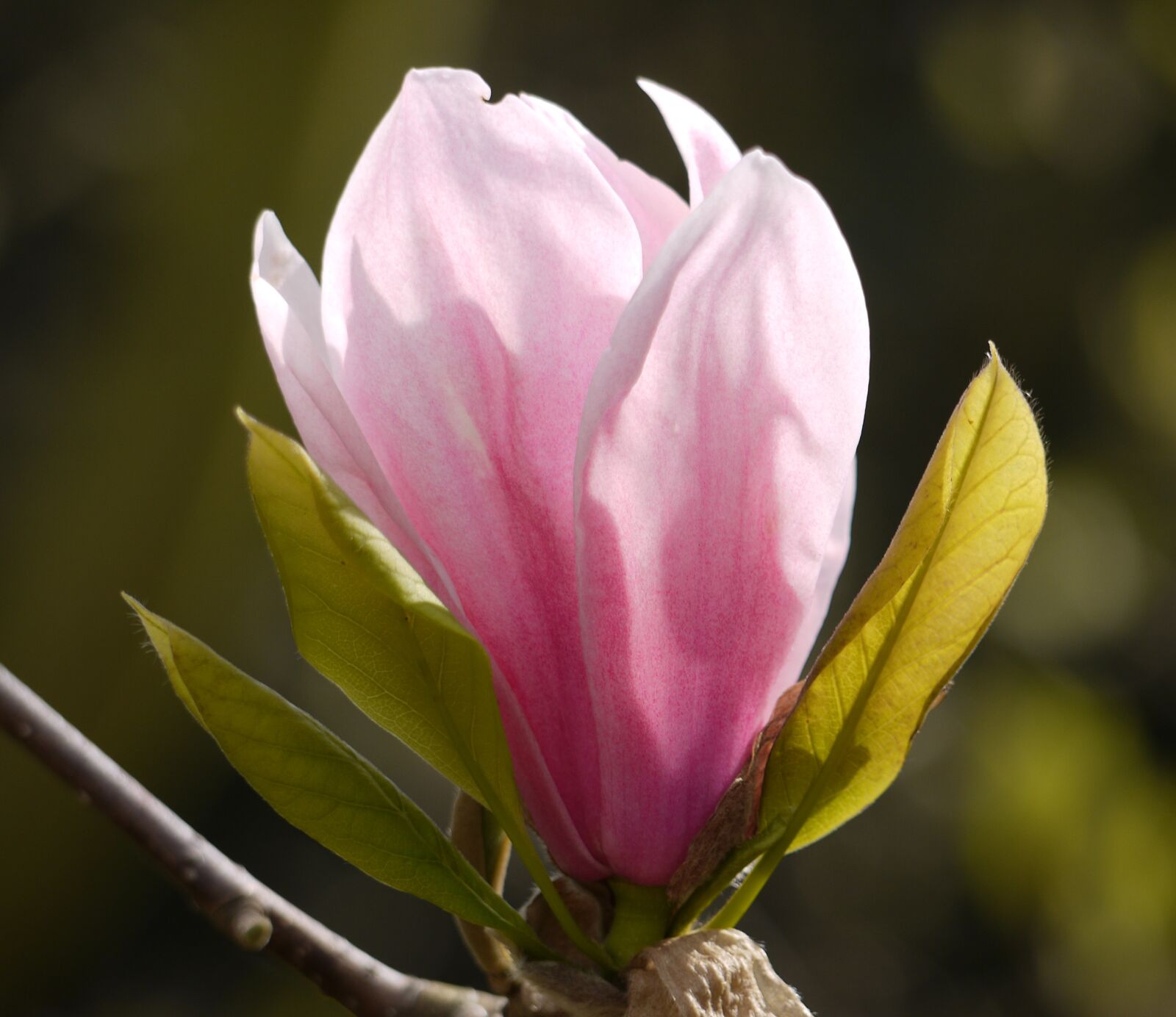 Panasonic Lumix G Vario 45-200mm F4-5.6 OIS sample photo. Flora, flower, magnolia photography