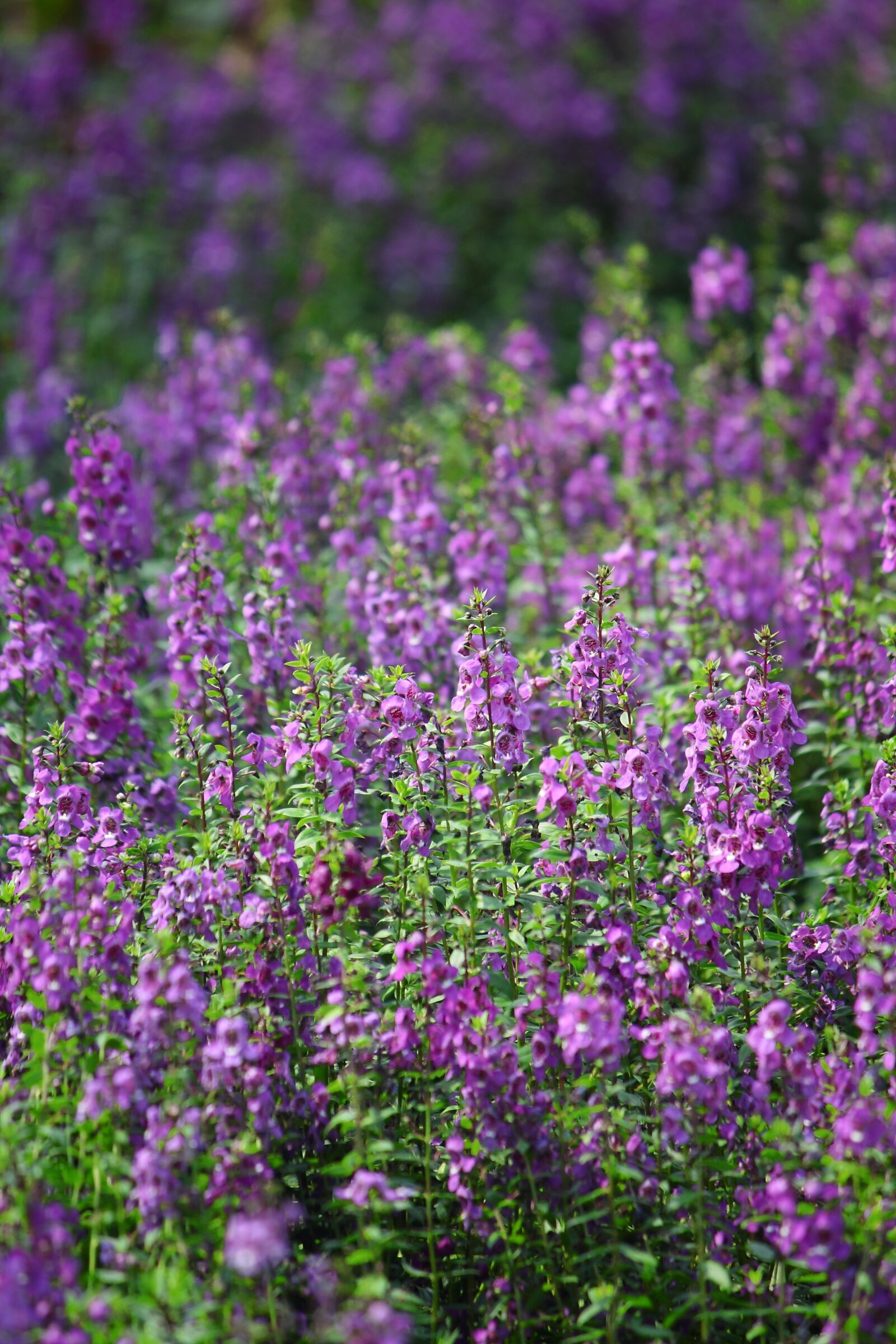 Canon EOS 450D (EOS Rebel XSi / EOS Kiss X2) sample photo. Flower, purple, plant photography