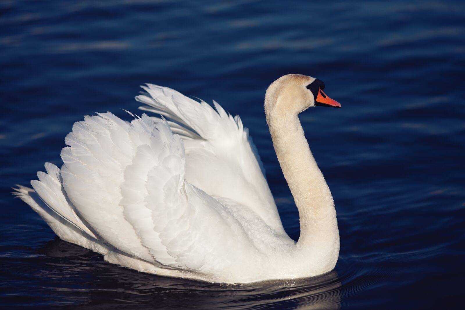Canon EOS 5D Mark II sample photo. Nature, swan, bird photography