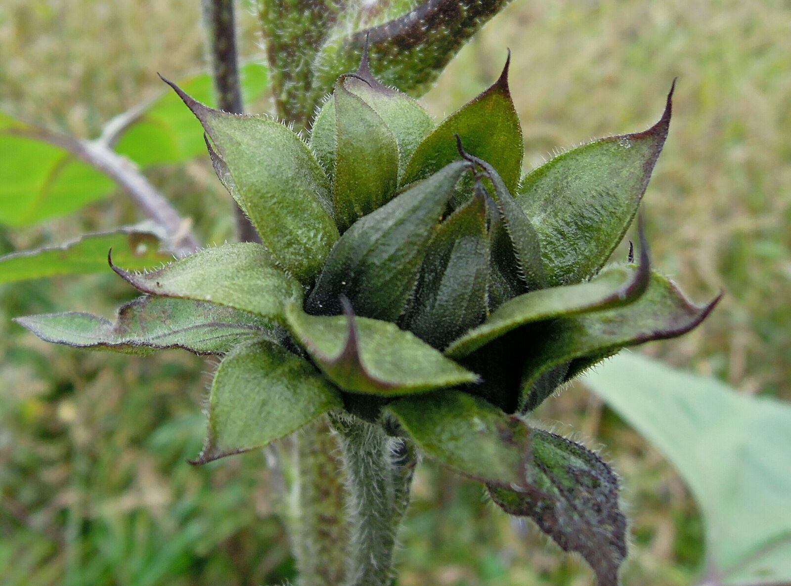 Nikon Coolpix P300 sample photo. Plant, bud, green photography