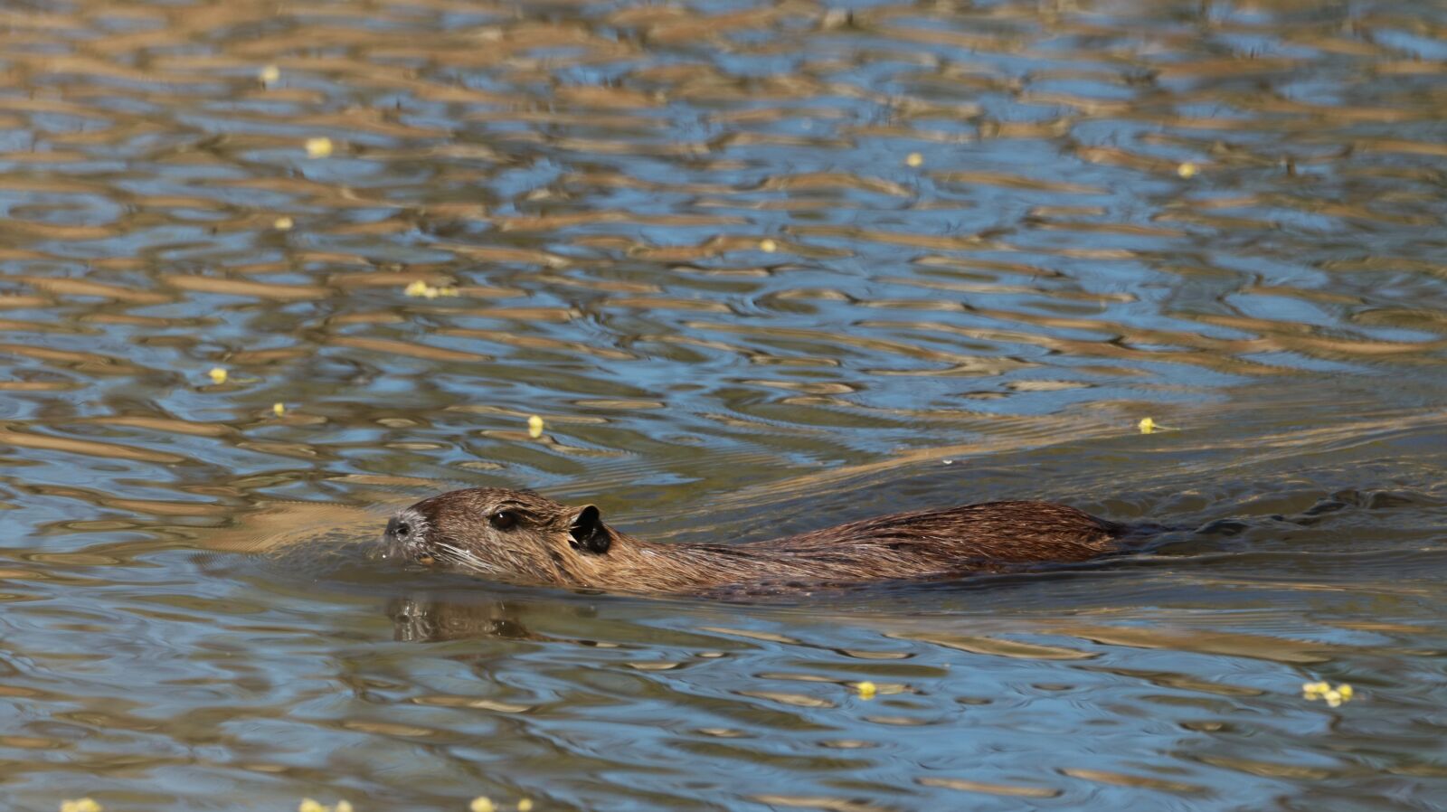 150-600mm F5-6.3 DG OS HSM | Contemporary 015 sample photo. Lake, spring, nature photography