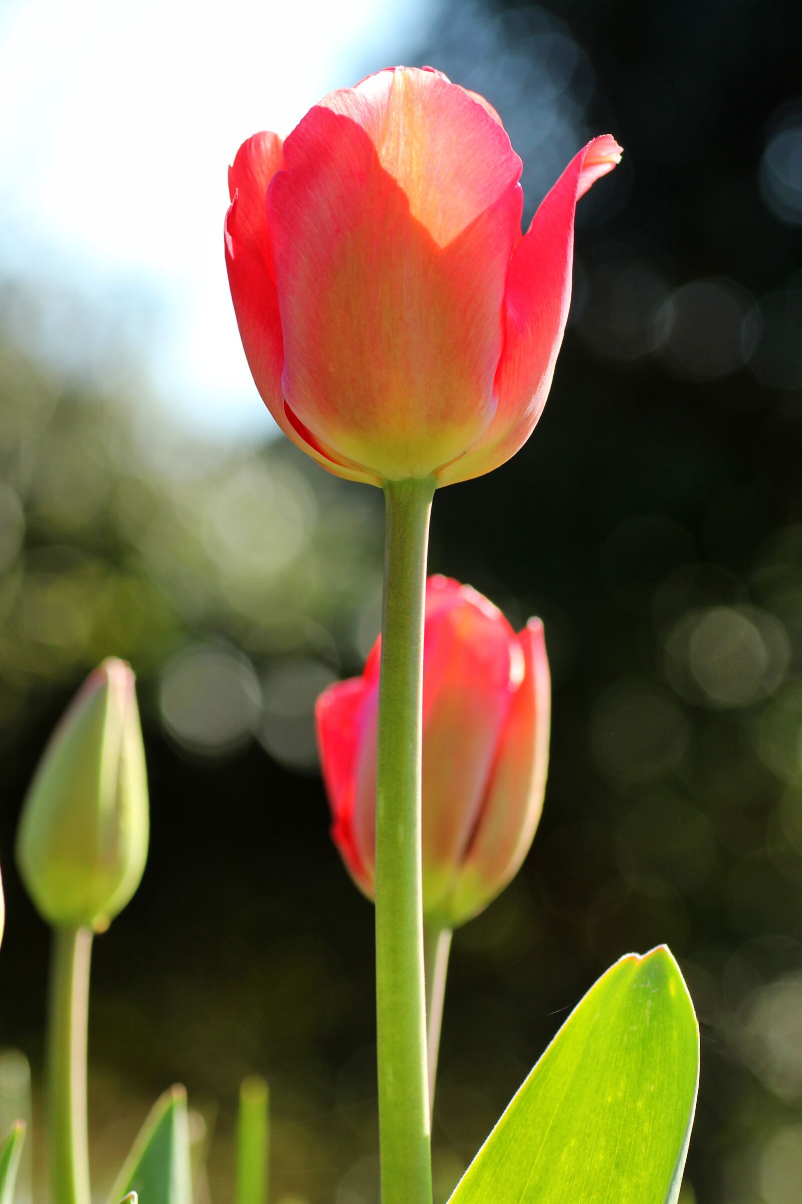 Tamron SP 90mm F2.8 Di VC USD 1:1 Macro sample photo. Tulips, pink, spring photography