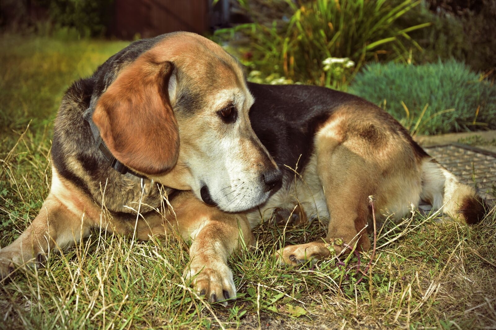 Nikon D5600 sample photo. Dog, animal, dog portrait photography