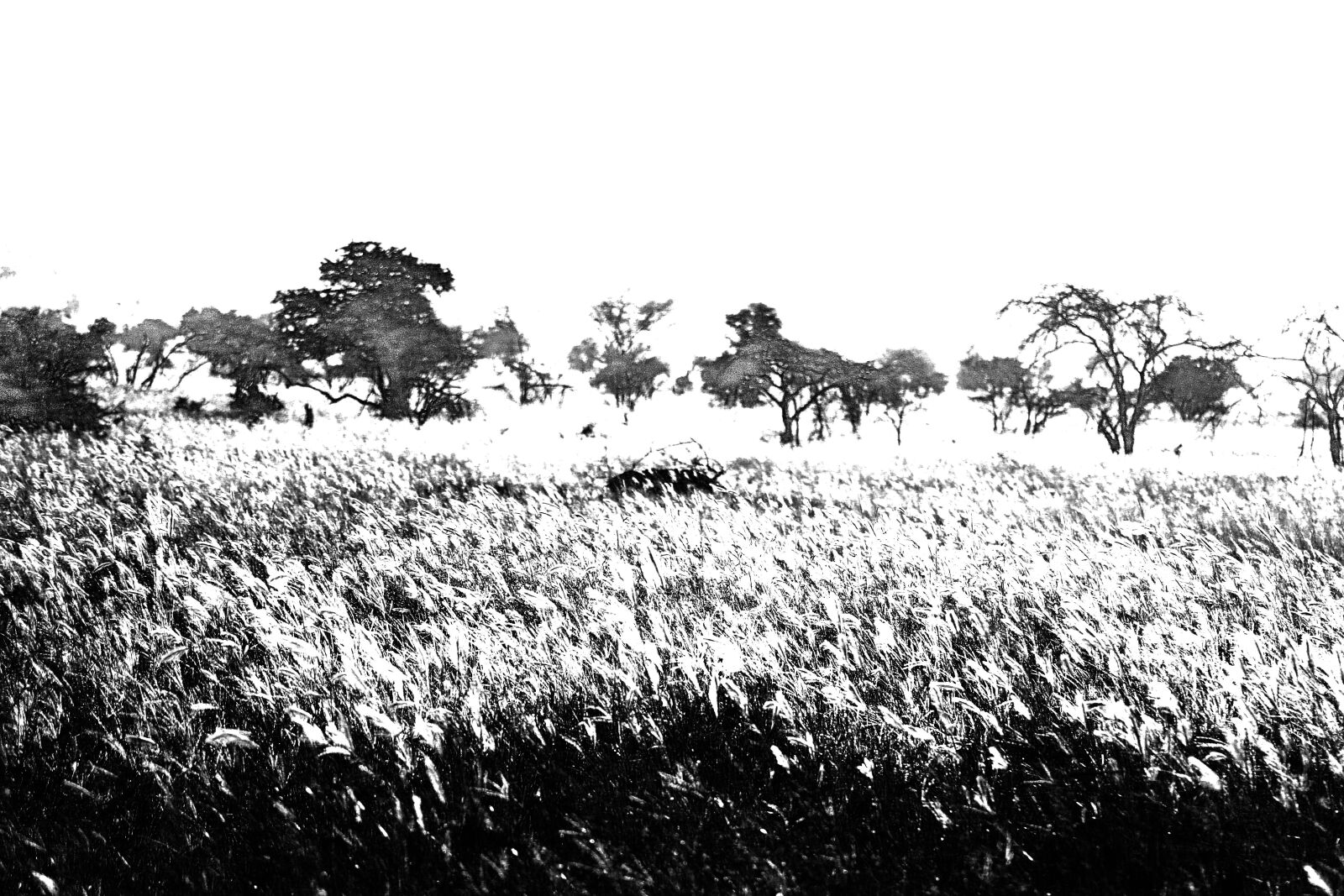 Canon EOS 70D sample photo. Black and white, sunset photography