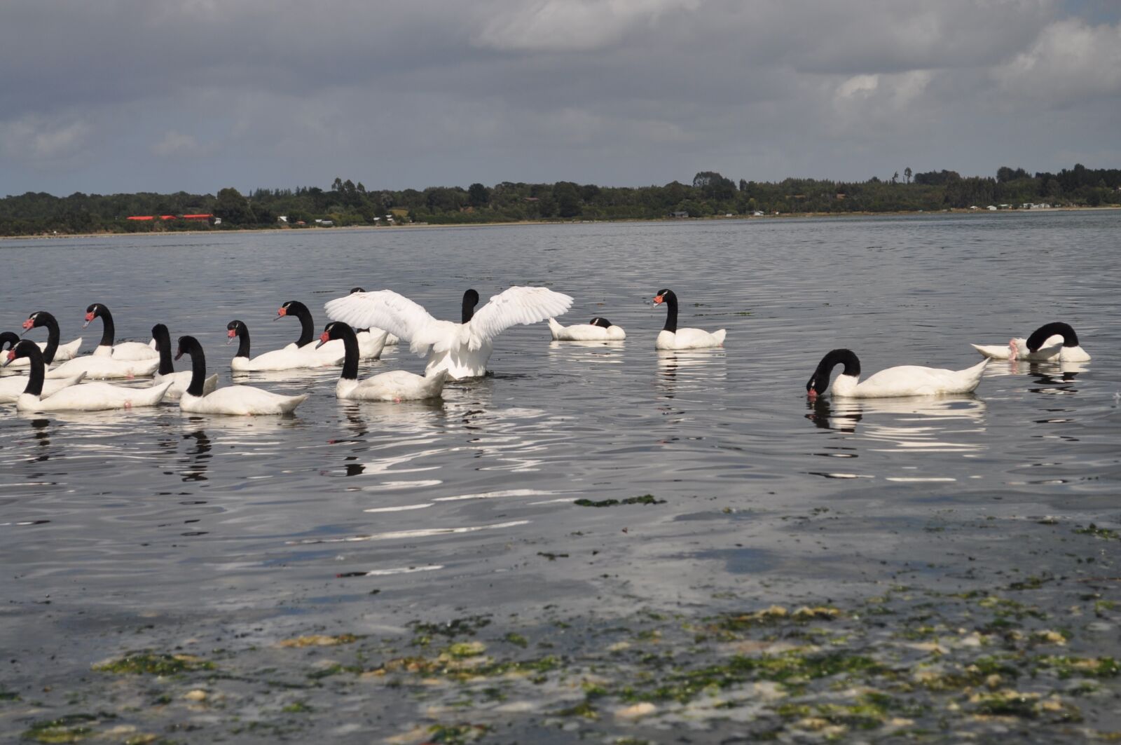 Nikon D5000 sample photo. Swans, birds, plumage photography