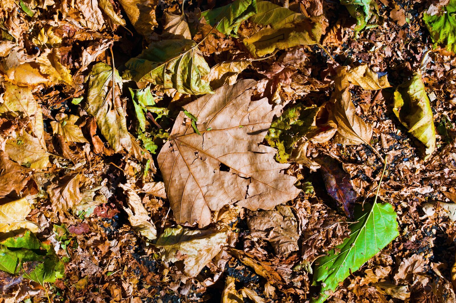 Nikon D90 sample photo. Leaves, autumn, nature photography