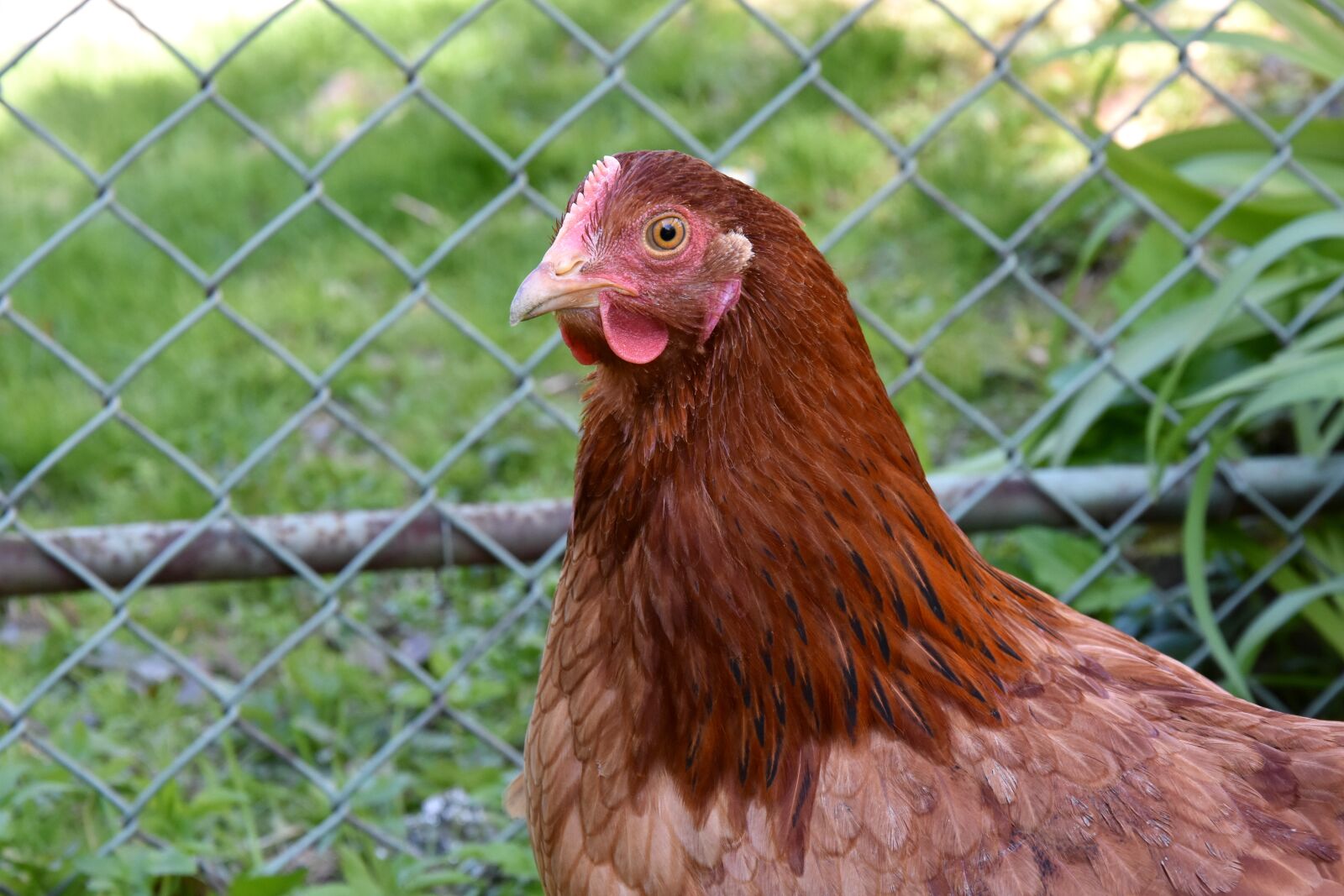 Nikon D7200 sample photo. The hen, chicken, village photography