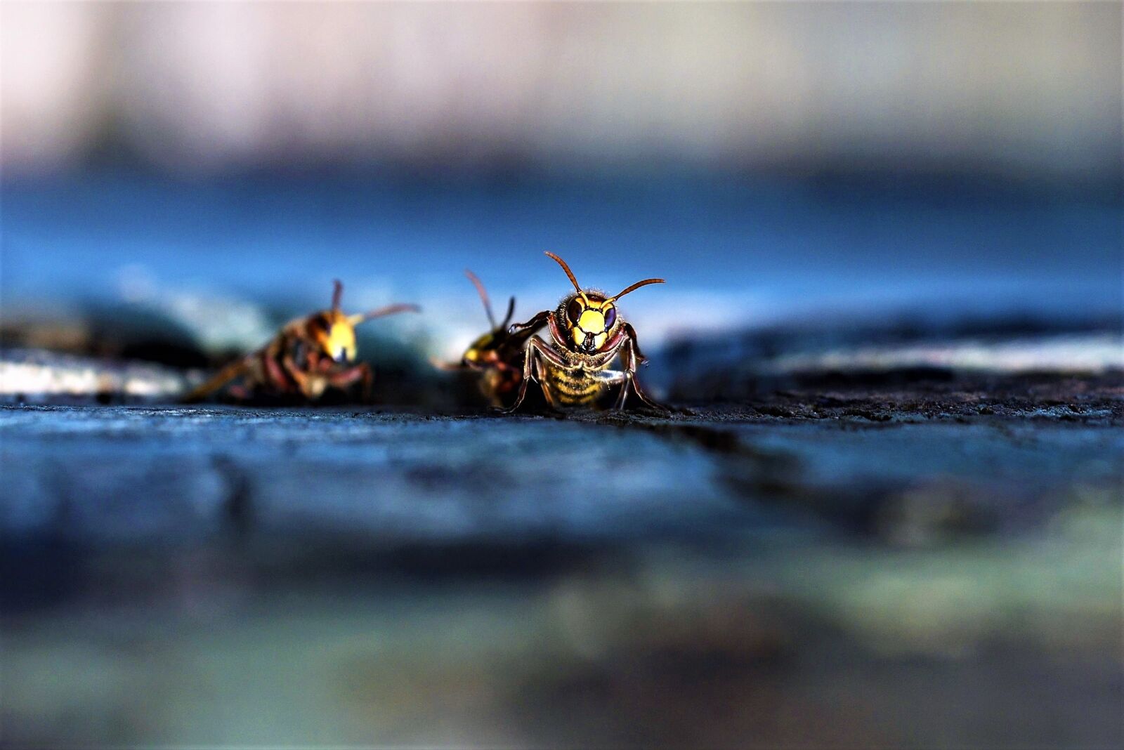 Nikon D500 sample photo. Vespa crabro, hornet, wasp photography