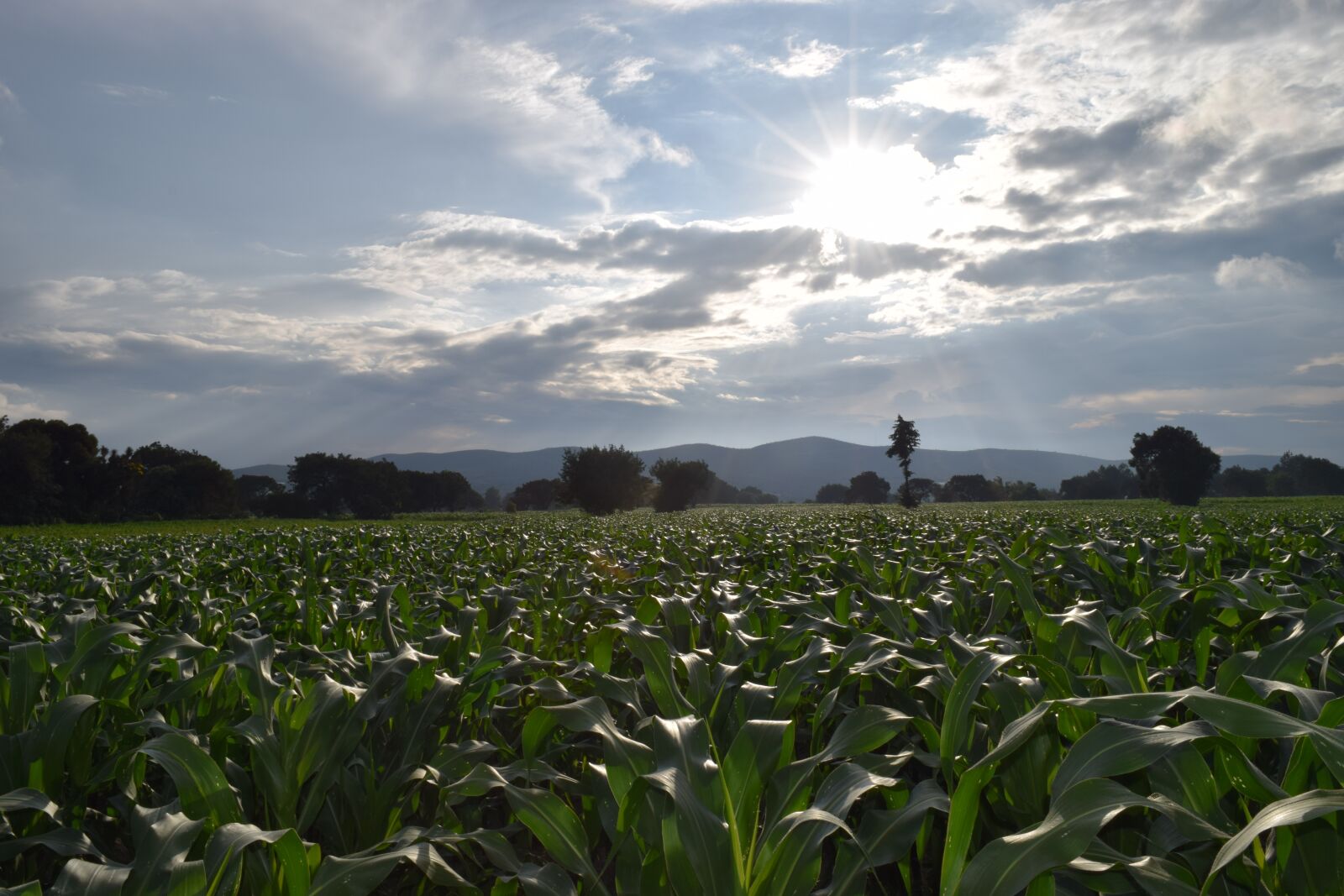 Nikon D3300 sample photo. Mexico, corn, field photography