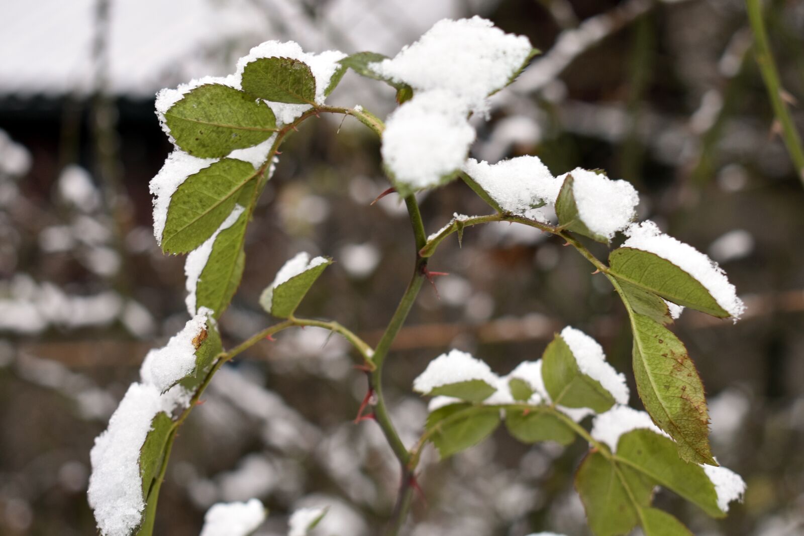 Nikon D3400 sample photo. Winter, snow, cold photography