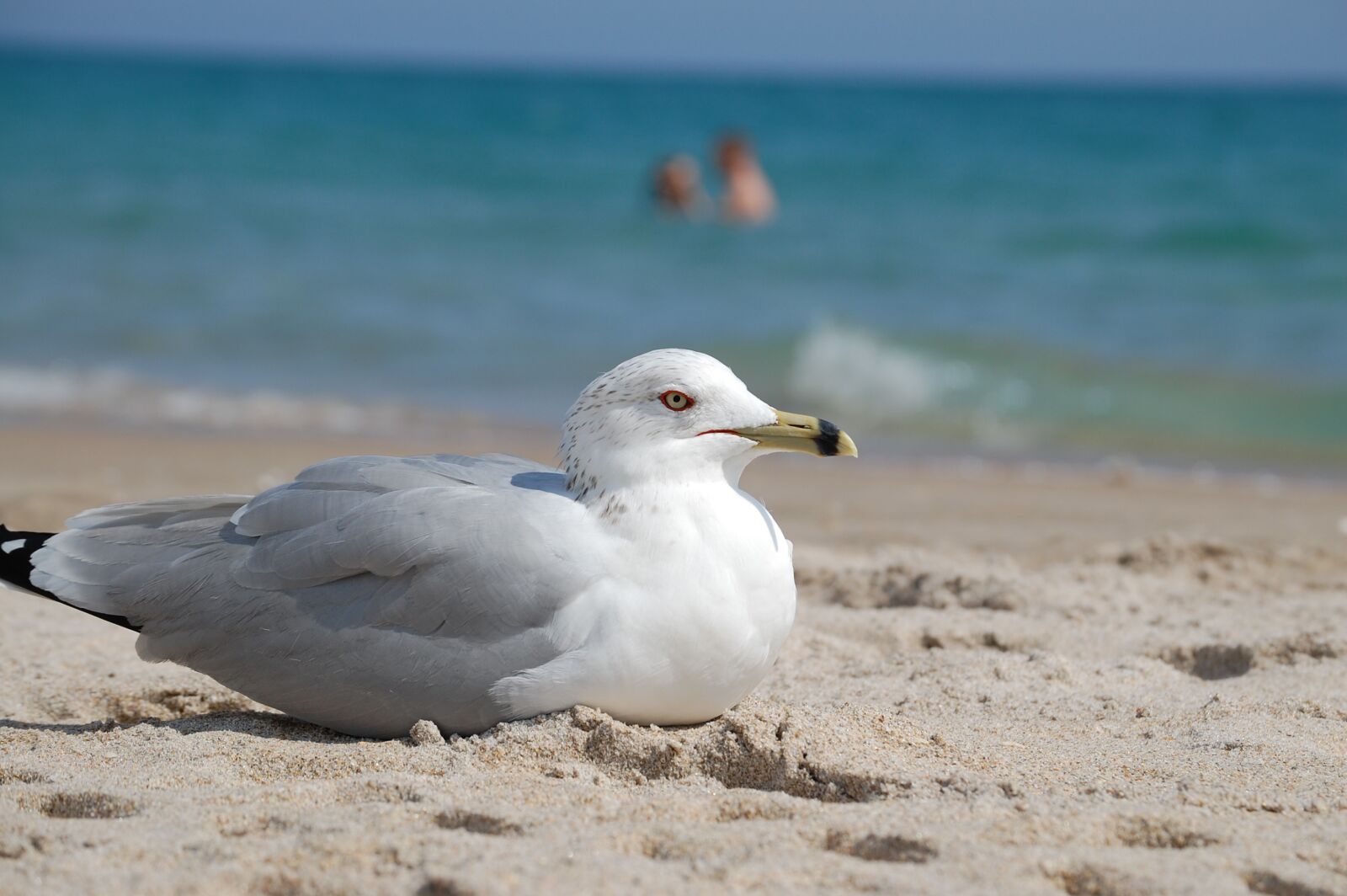 Nikon D40 sample photo. Beach, seagull, portrait photography