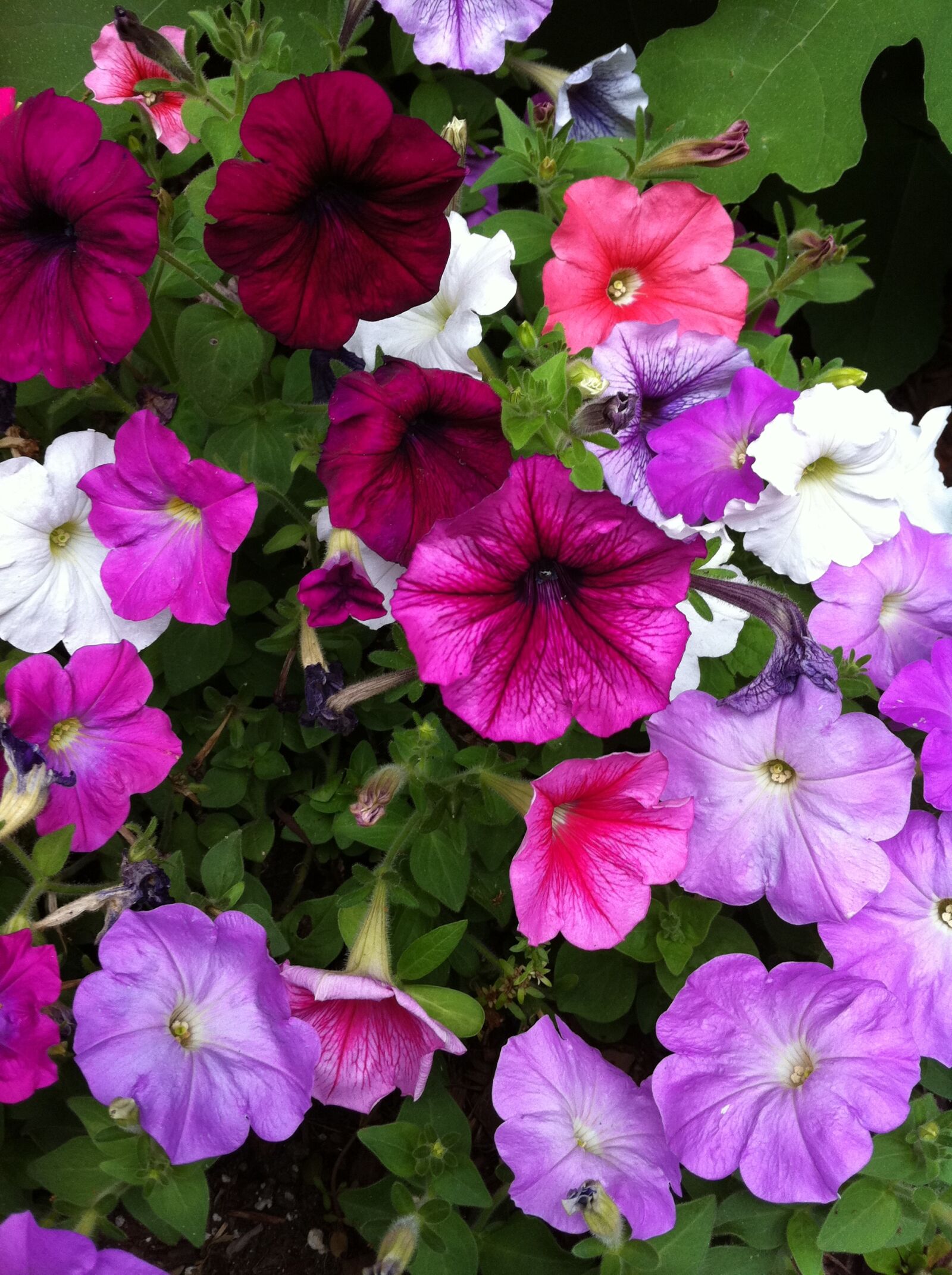 Apple iPhone 4 sample photo. Flower photography