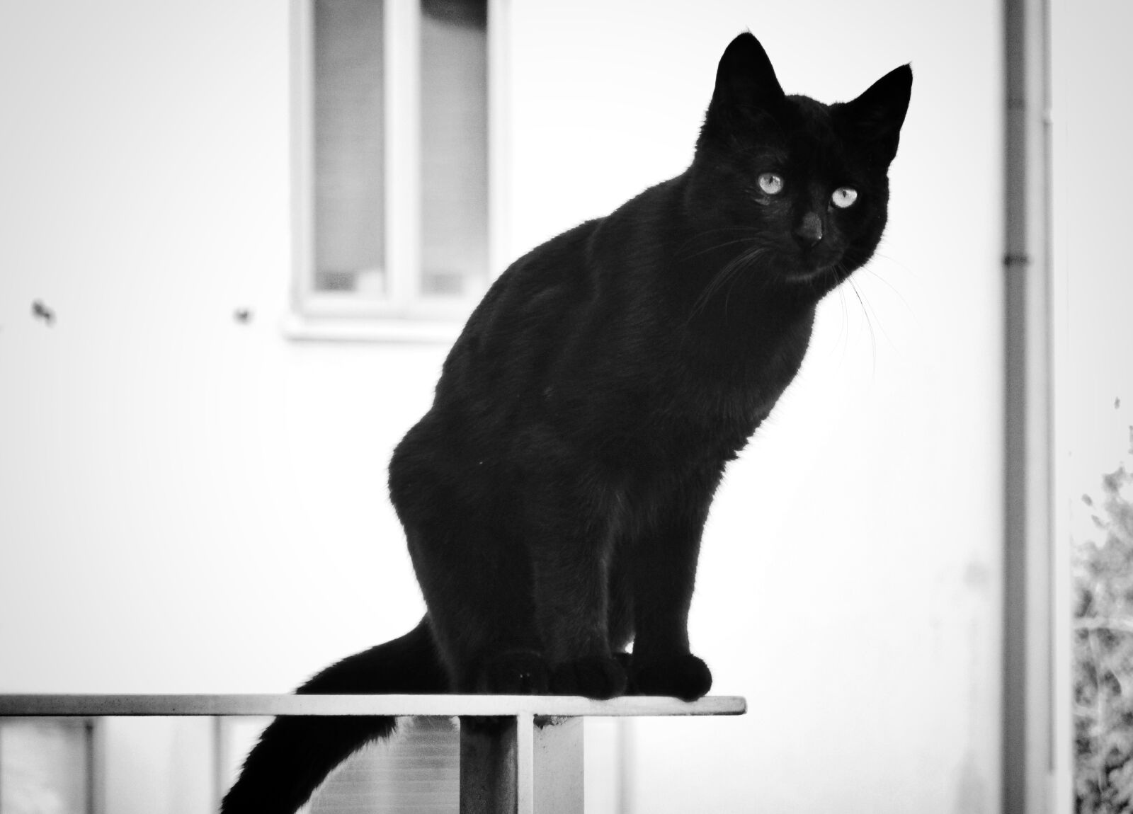 Canon PowerShot SX600 HS sample photo. Cat, nero, black and photography