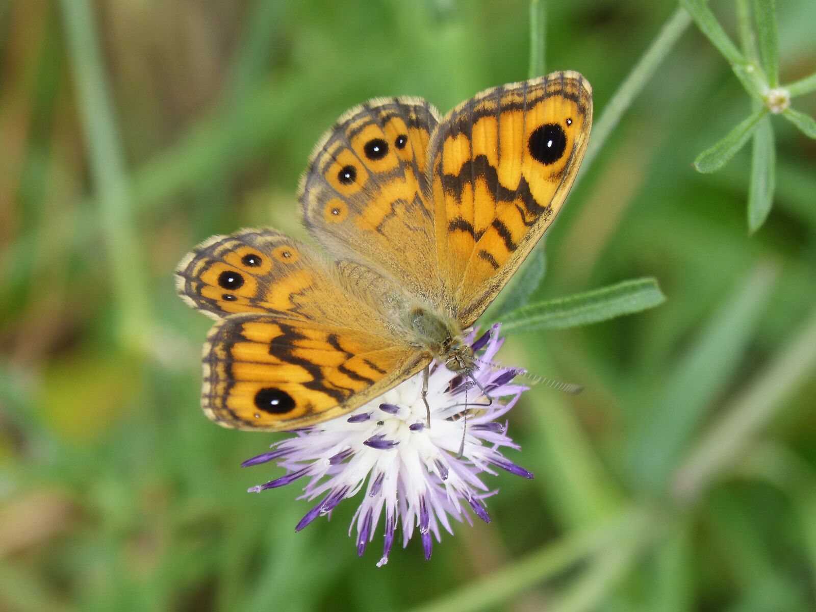 Panasonic DMC-FZ62 sample photo. Orange butterfly, detail, wild photography