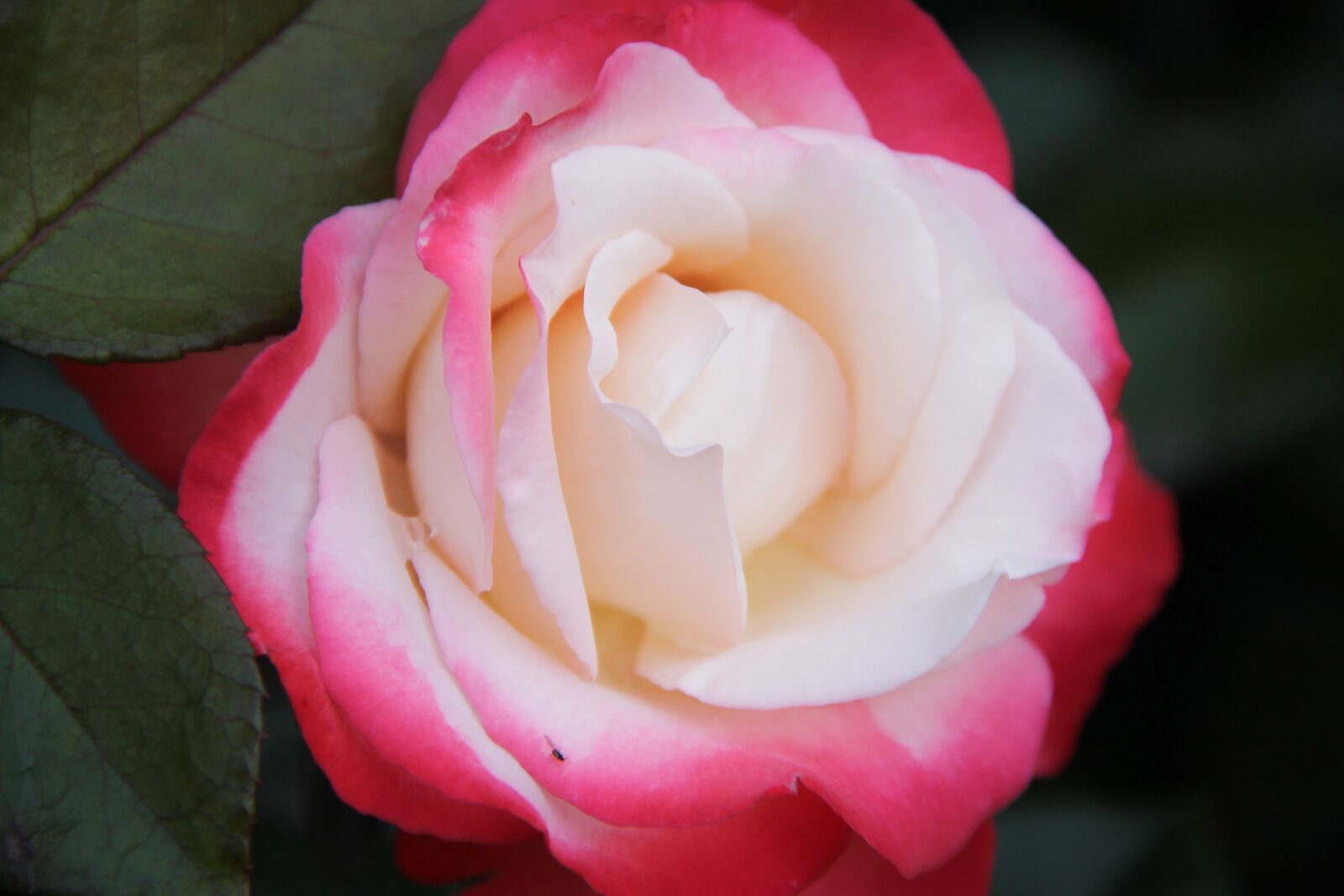 Canon EOS 1100D (EOS Rebel T3 / EOS Kiss X50) sample photo. Rose, rose petals, petals photography