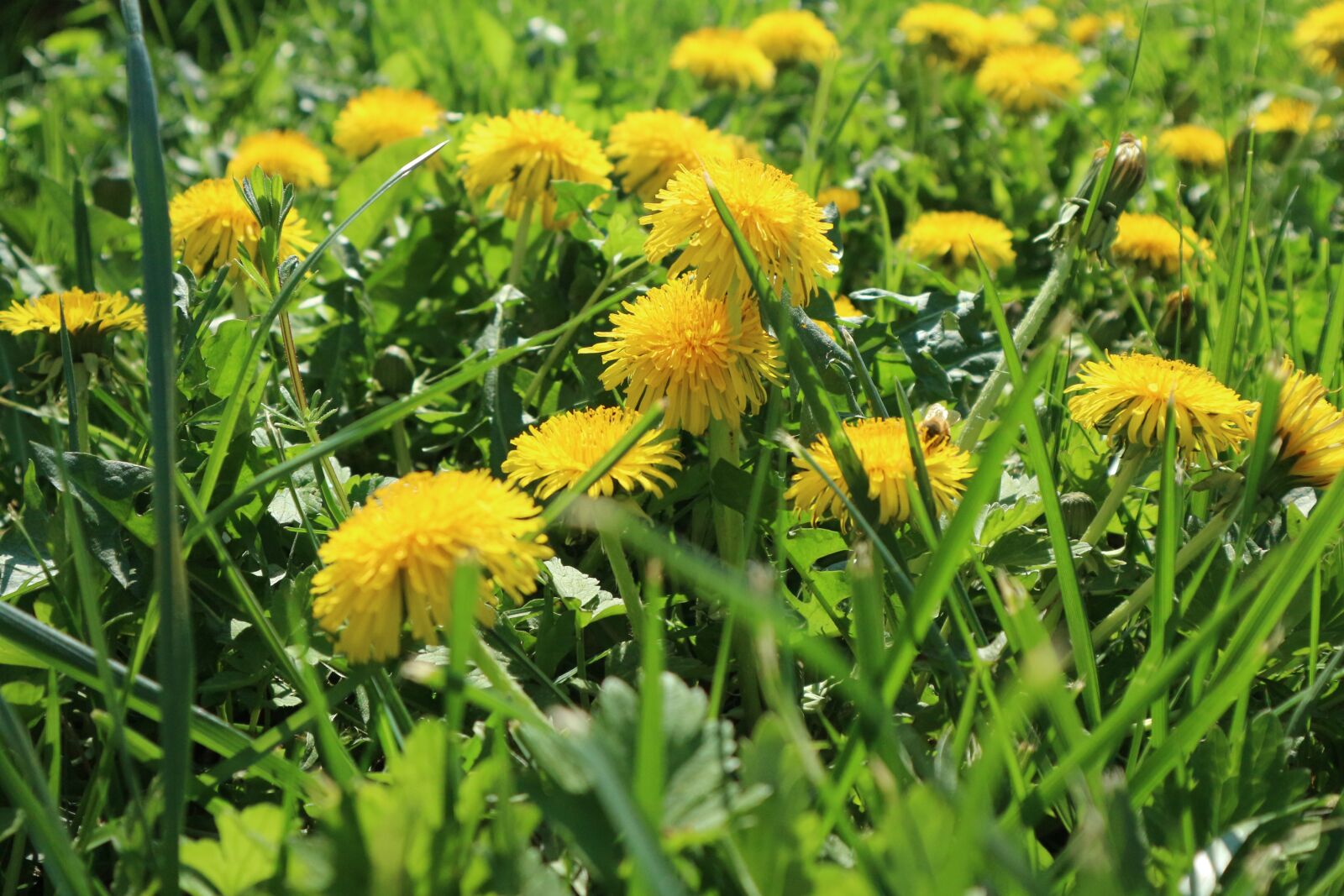 Canon EF-M 15-45mm F3.5-6.3 IS STM sample photo. Yellow, flowers, green photography