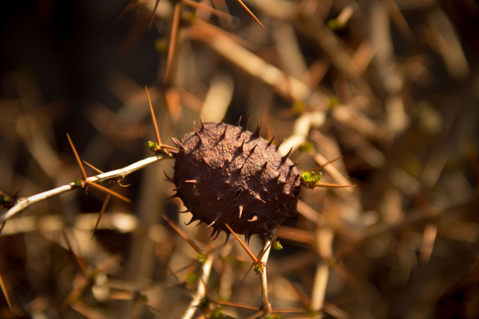 Canon EOS 600D (Rebel EOS T3i / EOS Kiss X5) sample photo. Chestnut, nature, needle, nut photography