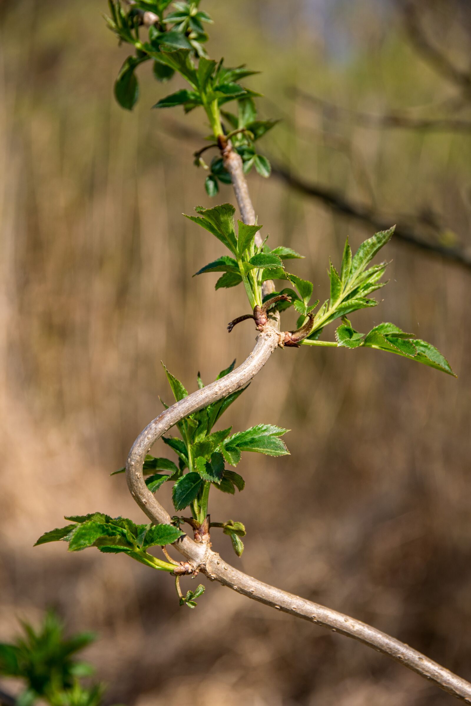 Nikon D5300 sample photo. Vetvička, sprig, foliage photography