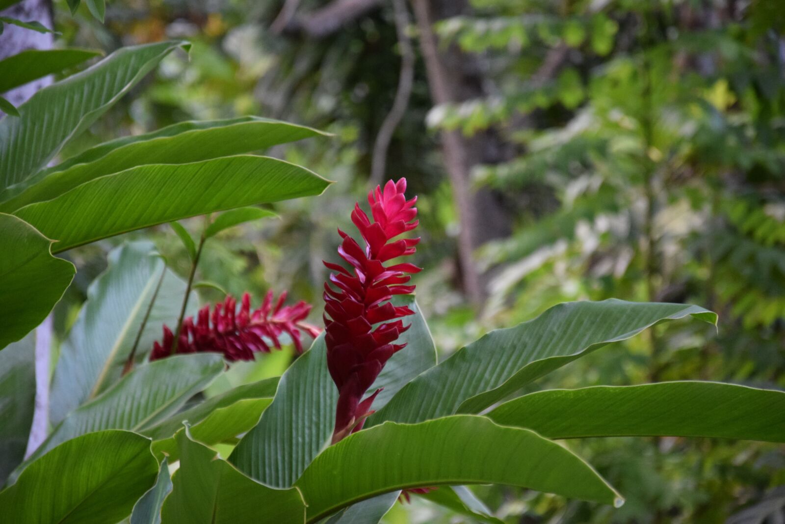 Nikon D5300 sample photo. Jamaica, flower, nature photography