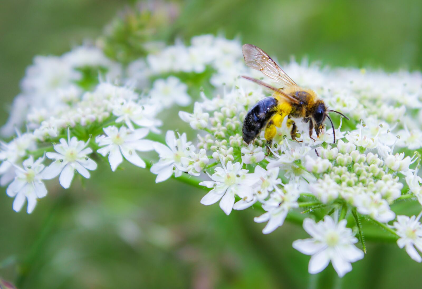 Canon EOS 550D (EOS Rebel T2i / EOS Kiss X4) sample photo. Bee, insect, flower photography