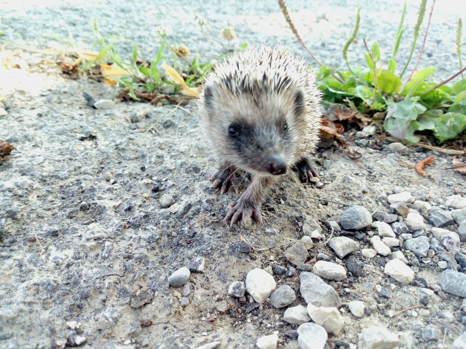 HUAWEI MYA-L11 sample photo. Curly, curly piglet, erinaceus photography