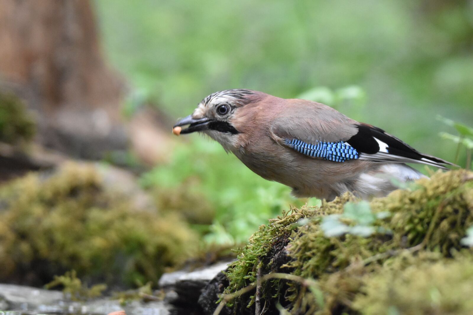 Nikon D5600 sample photo. Jay bird, bird, animal photography