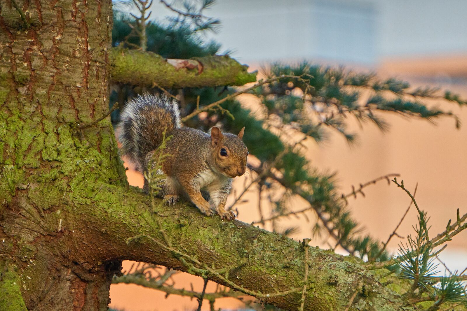 Sony E 55-210mm F4.5-6.3 OSS sample photo. Squirrel, rodent, tree photography