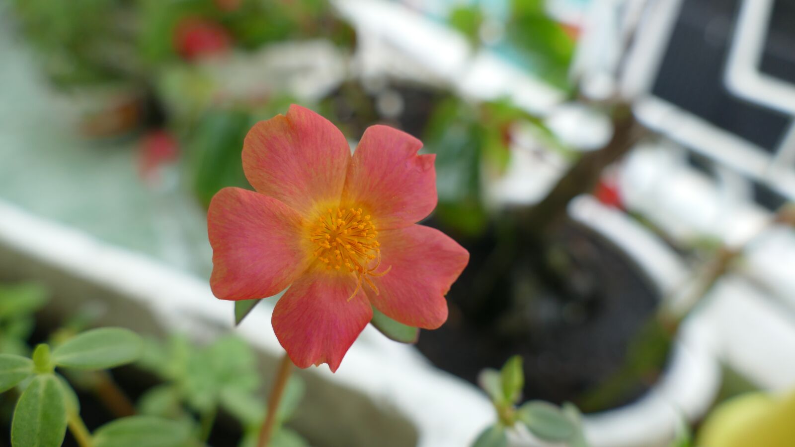 Panasonic Lumix DMC-FZ1000 sample photo. Portulaca grandiflora, flower, vietnam photography