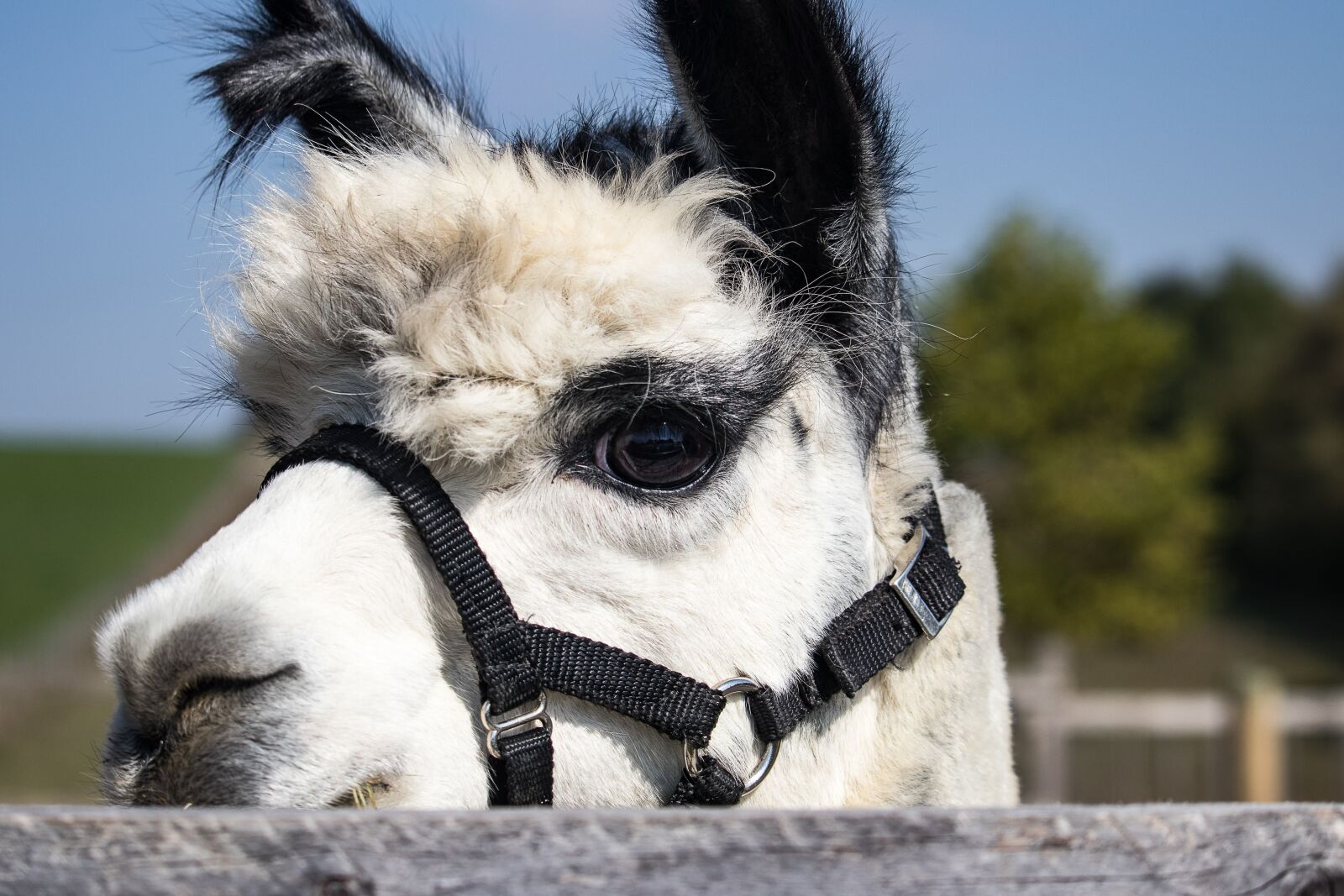Canon EF-S 55-250mm F4-5.6 IS STM sample photo. Alpaca, animal, mammal photography