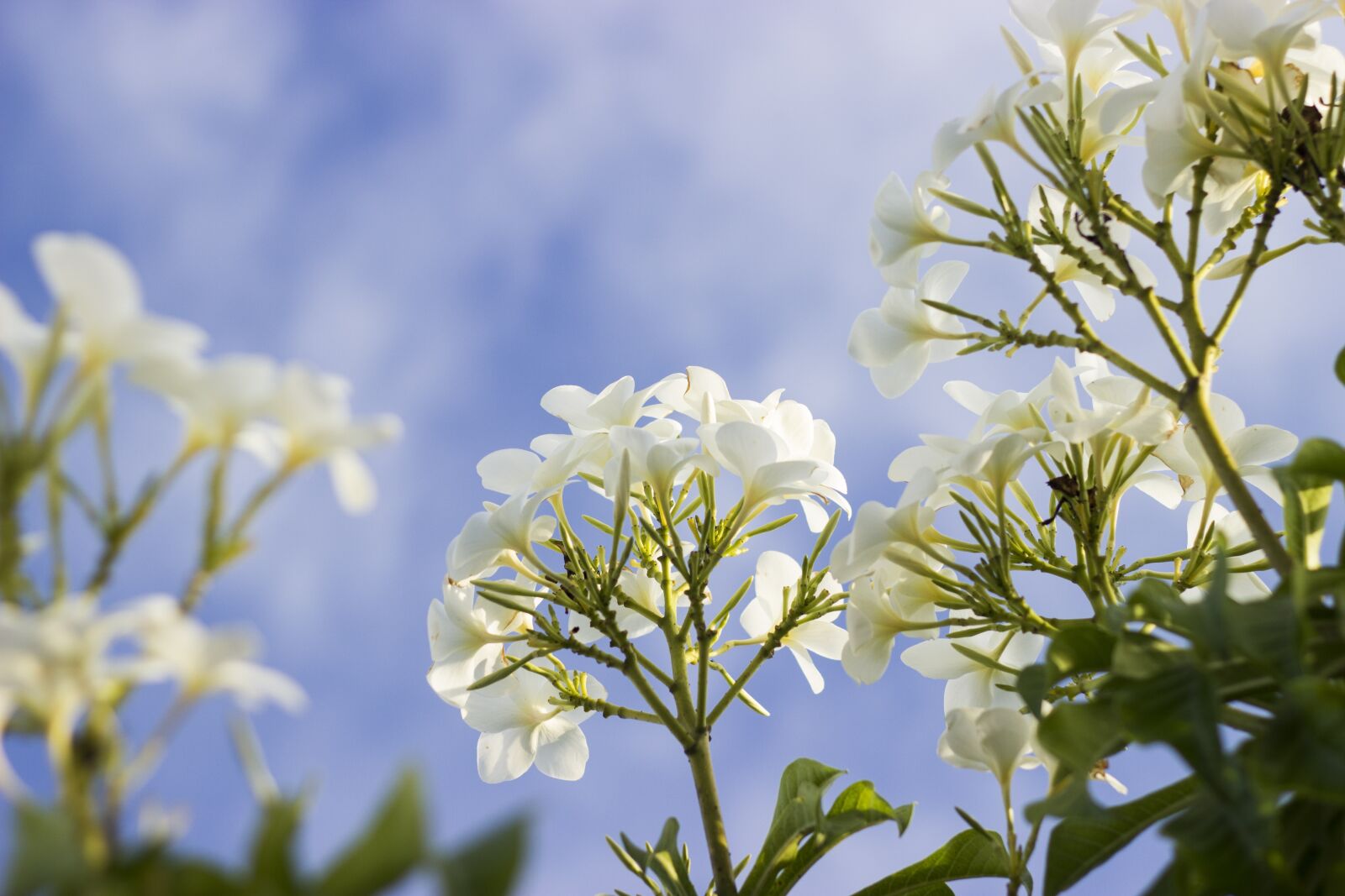 Canon EOS 600D (Rebel EOS T3i / EOS Kiss X5) + Canon EF 50mm F1.8 II sample photo. Bloom, blossom, flora photography