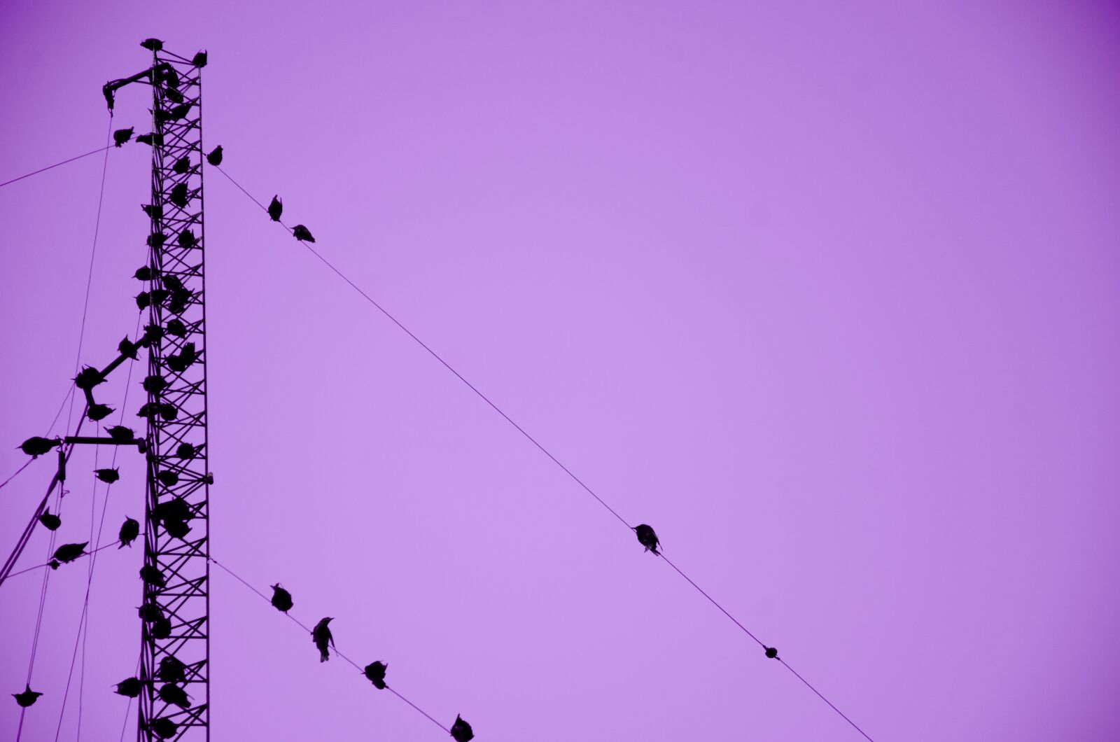 Nikon D7000 sample photo. Birds, ave, bird photography