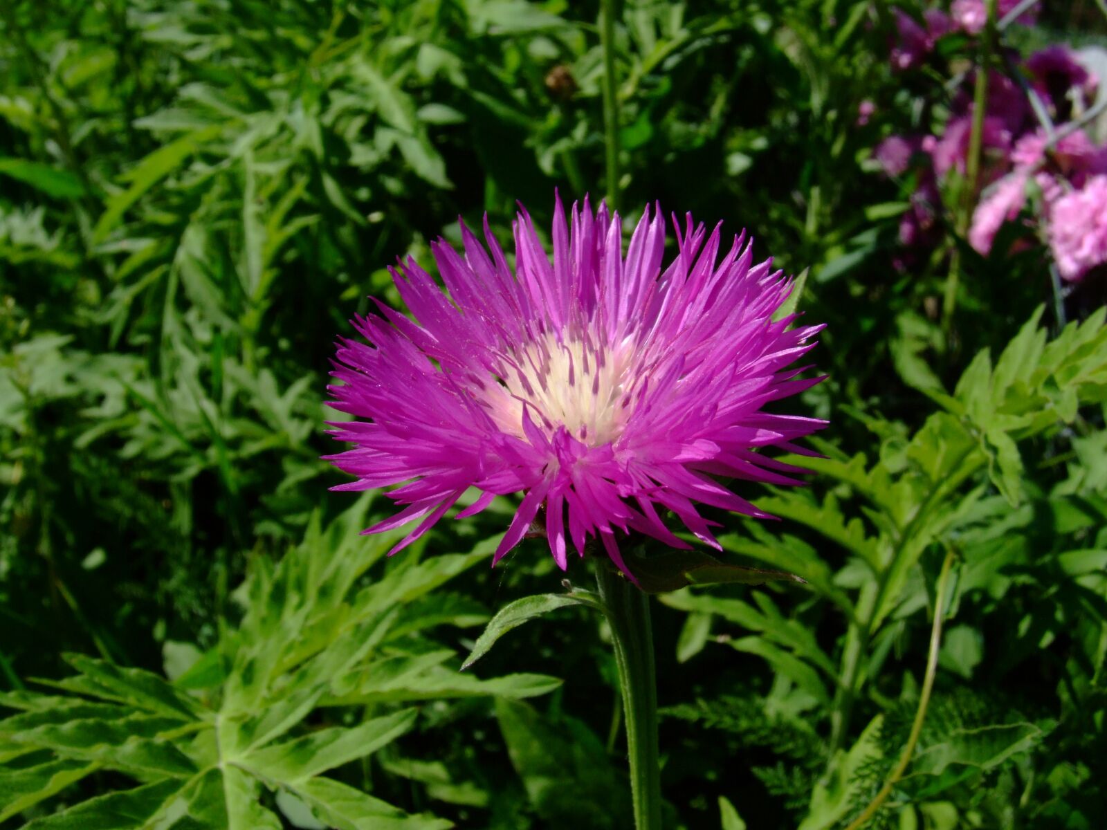 Fujifilm FinePix S9600 sample photo. Flower, garden, flora photography