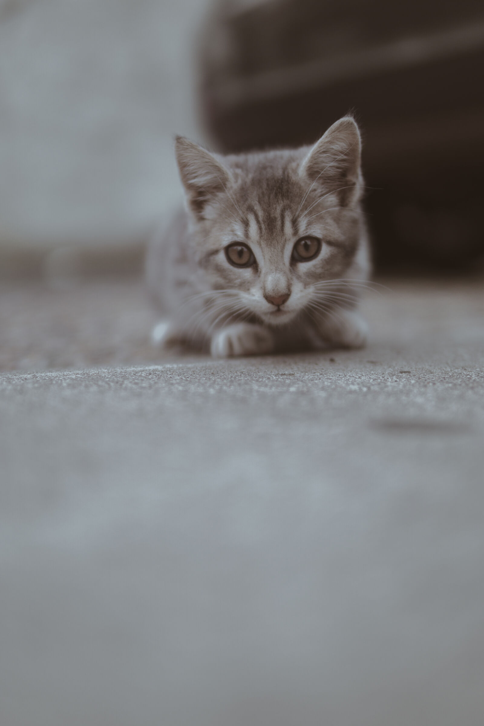 30mm F1.4 DC DN | Contemporary 016 sample photo. Close, up, photography, of photography