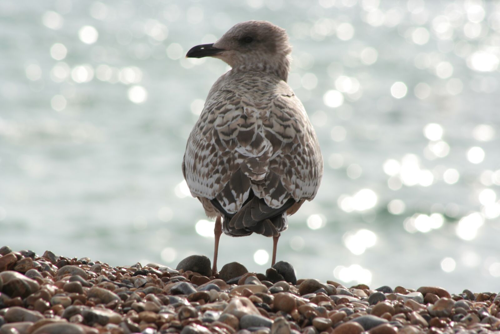 Canon EOS 350D (EOS Digital Rebel XT / EOS Kiss Digital N) sample photo. Seagull, coast, beach photography