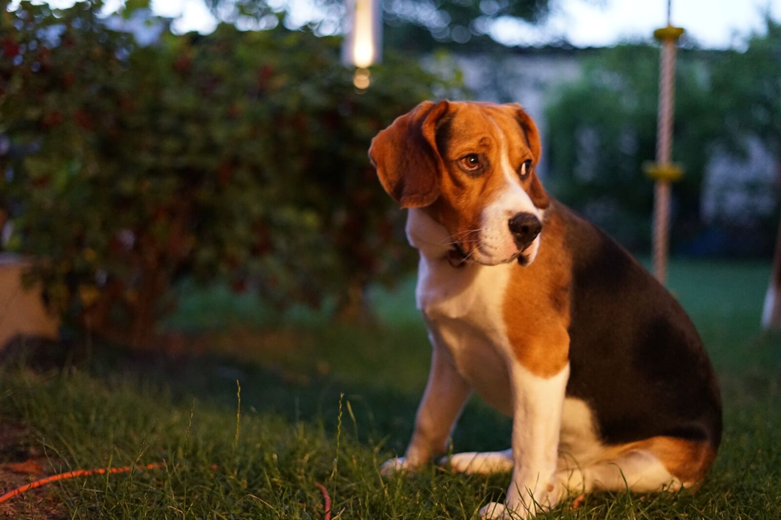 Sony a7 II sample photo. Dog, beagle, animal photography
