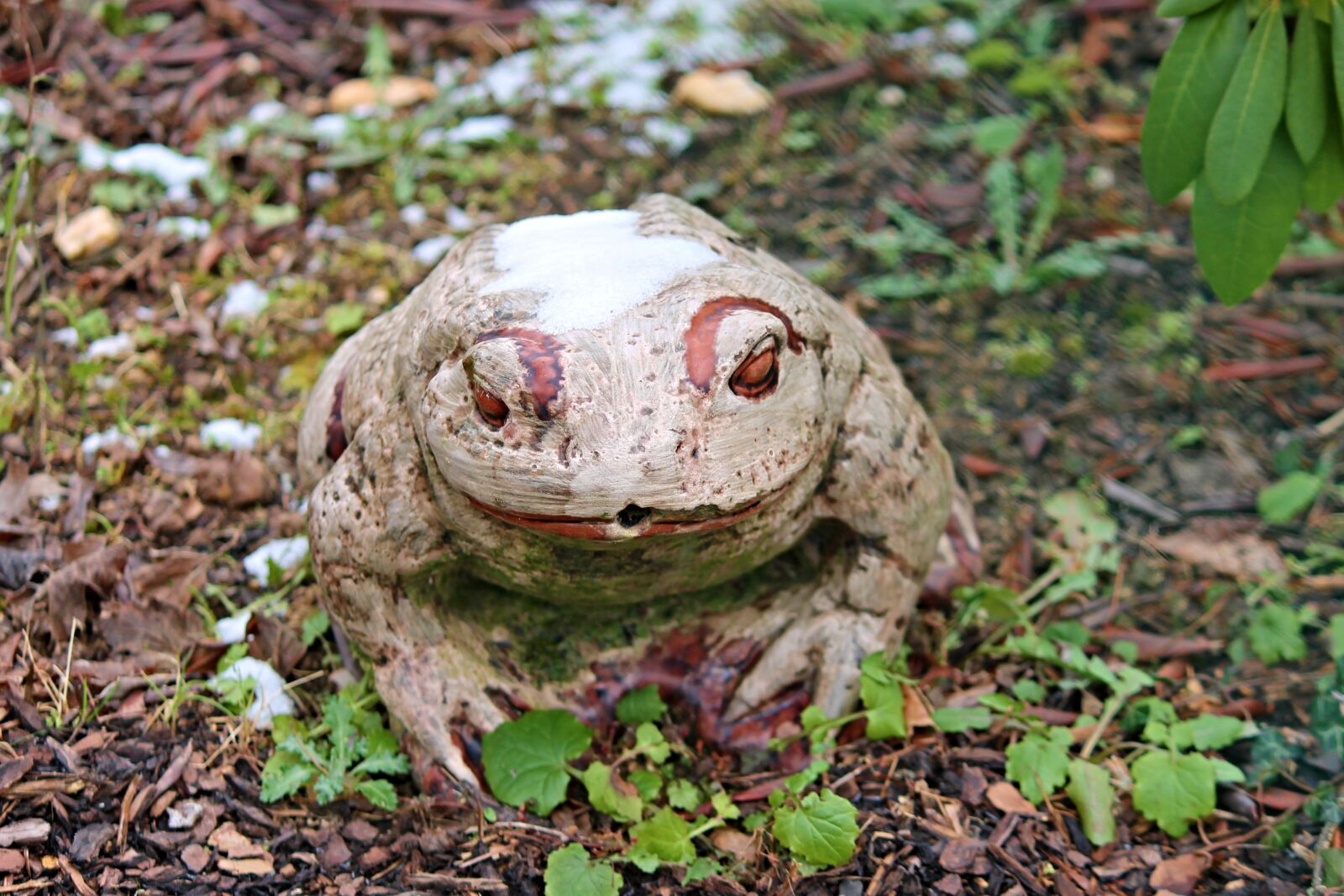 Canon EOS 1100D (EOS Rebel T3 / EOS Kiss X50) sample photo. Frog, garden, ceramic photography
