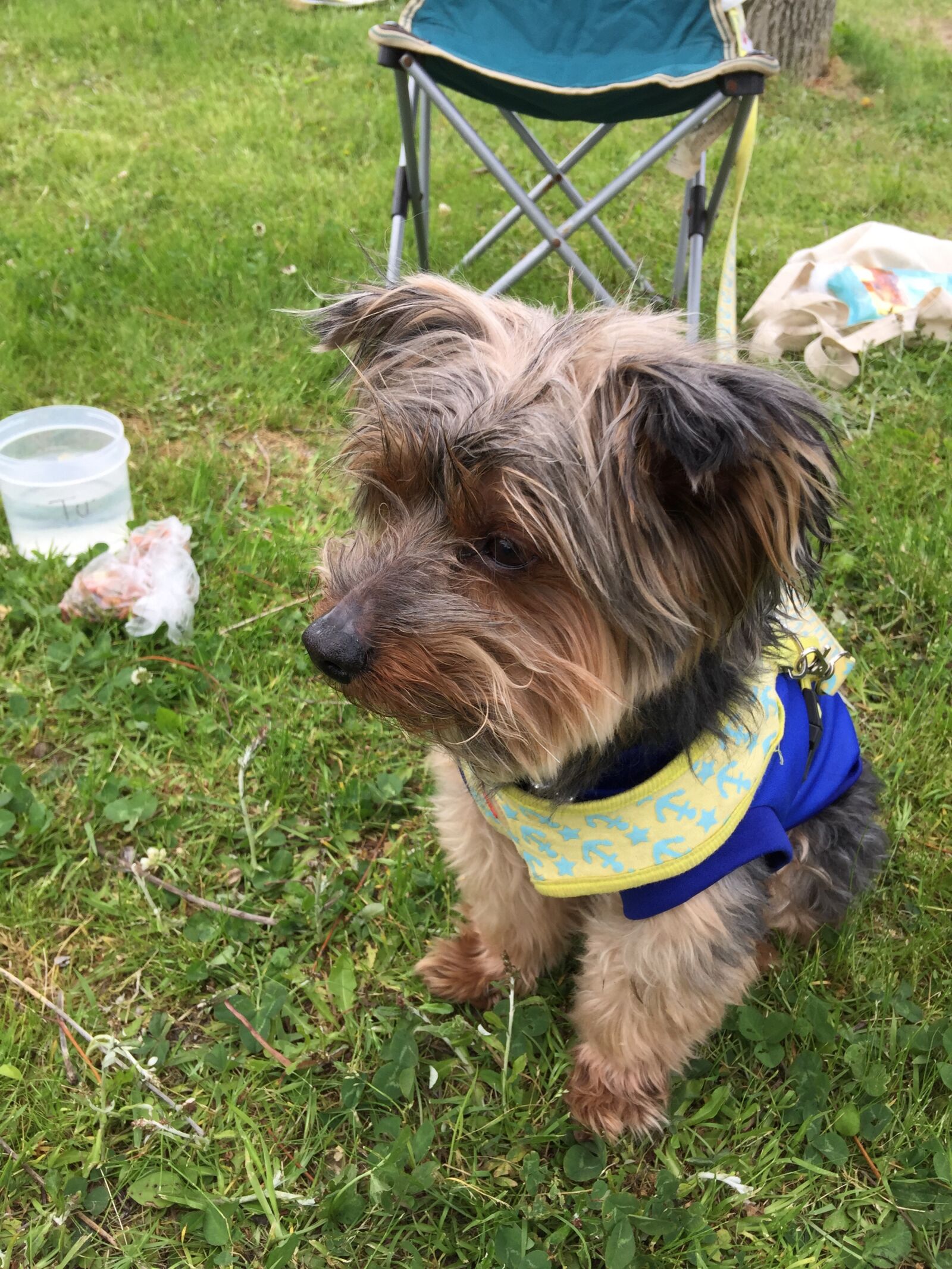 iPhone 6 Plus back camera 4.15mm f/2.2 sample photo. Camping, park, pet photography