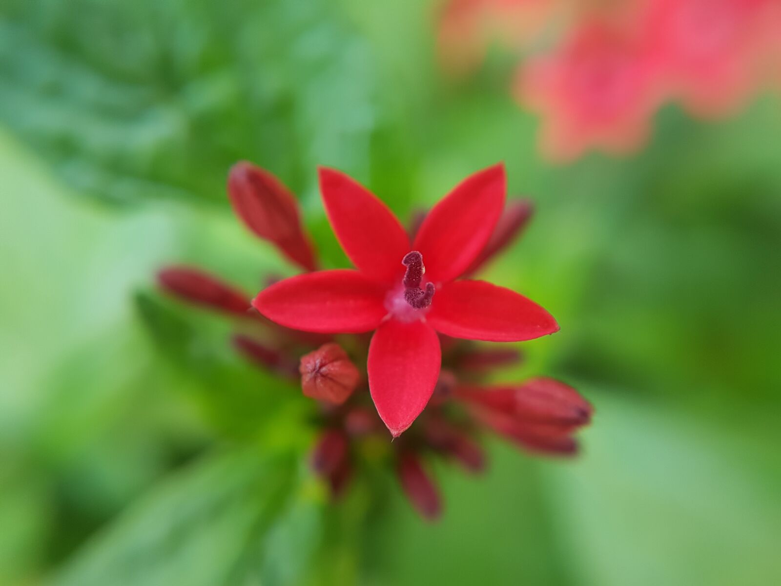 Samsung Galaxy S7 Edge sample photo. Pentas, flower, red photography