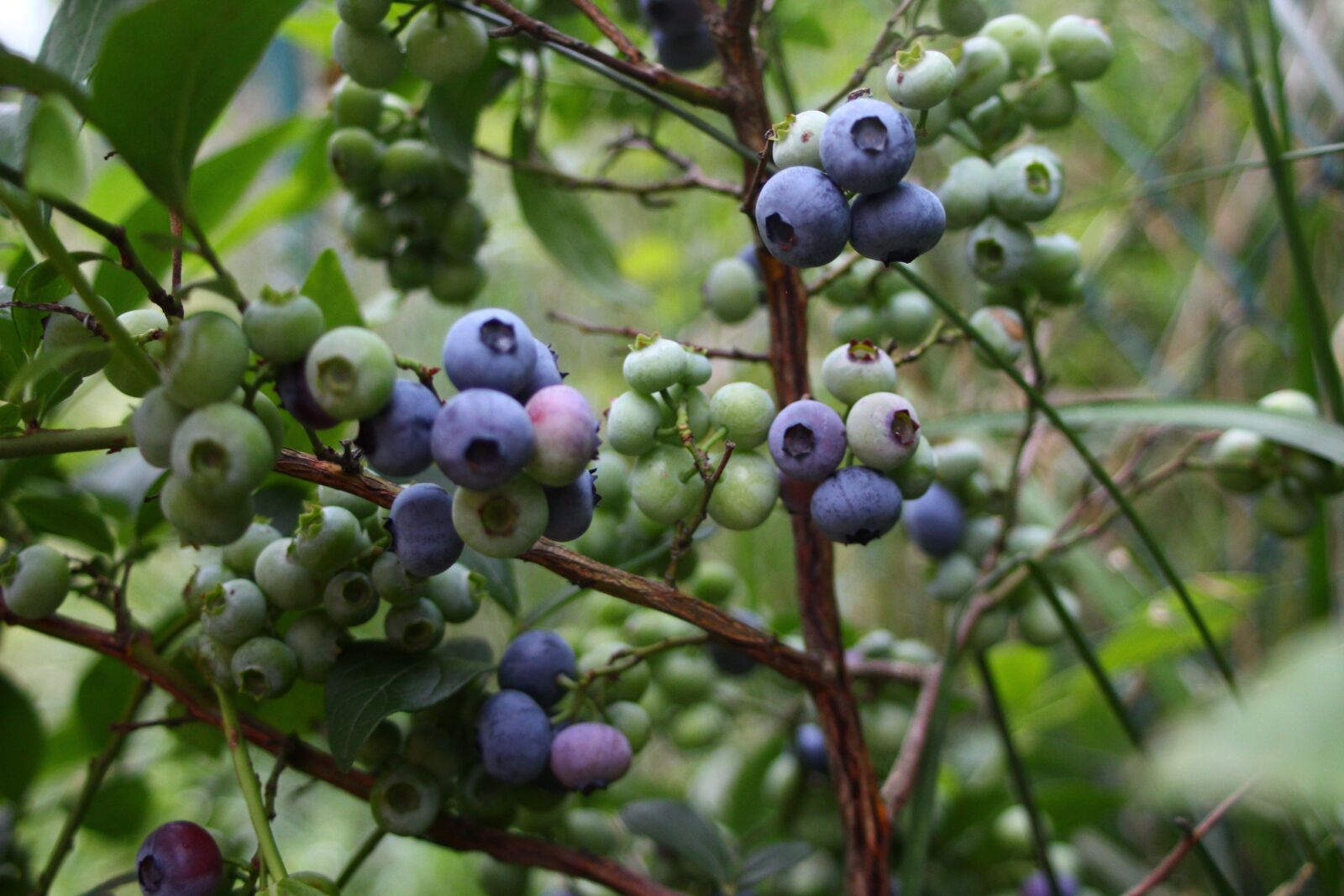 Canon EF 28-80mm f/3.5-5.6 sample photo. Blueberries, green, immature photography